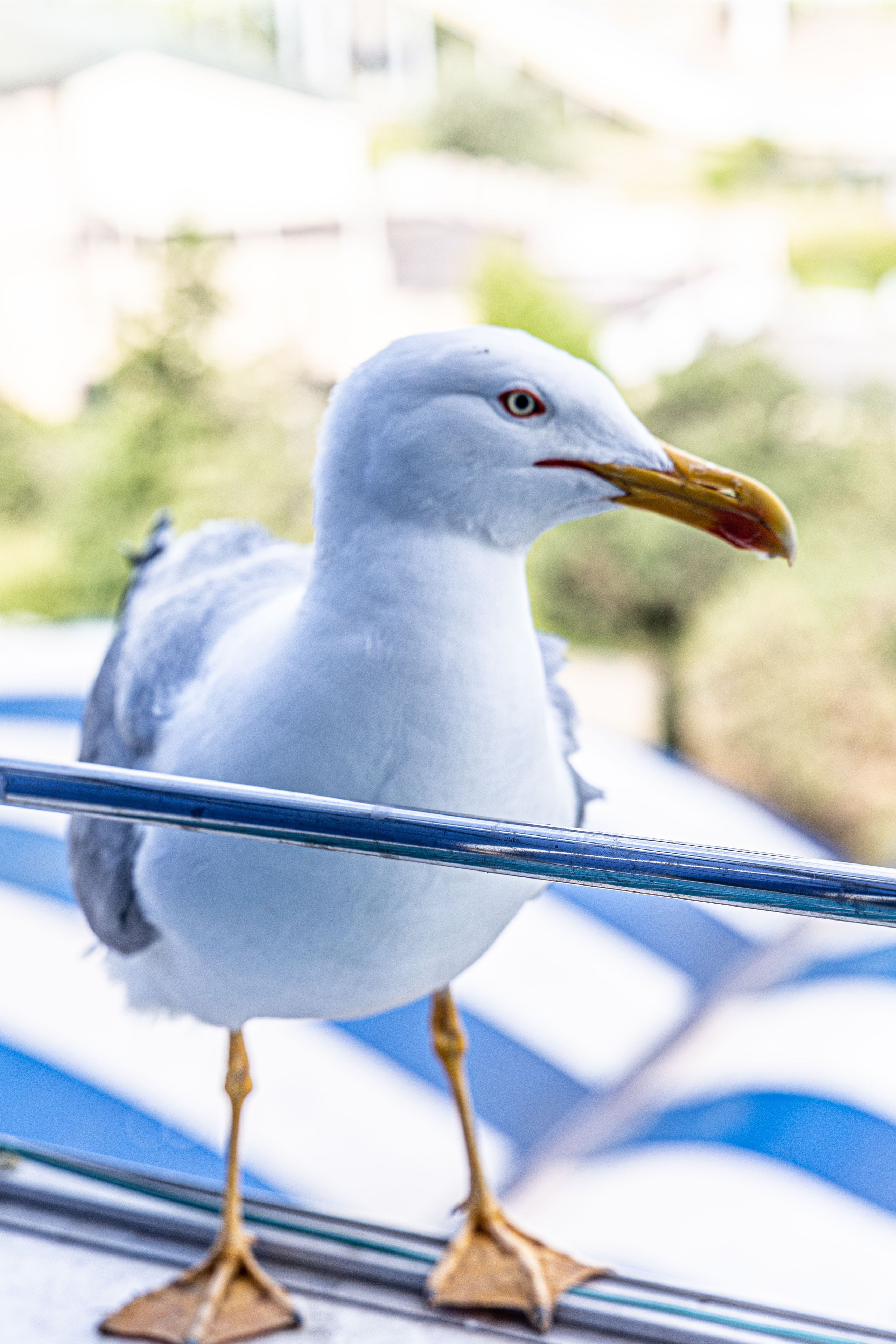 Фотограф Татьяна Марсуверских г. Жуковский, Москва и Мо. Репортажные съёмки, фотосессии,  фотограф анималист, фотосъёмка животных. Фотограф для маркетплейсов, фотоуслуги в Жуковском Татьяна Марсуверских