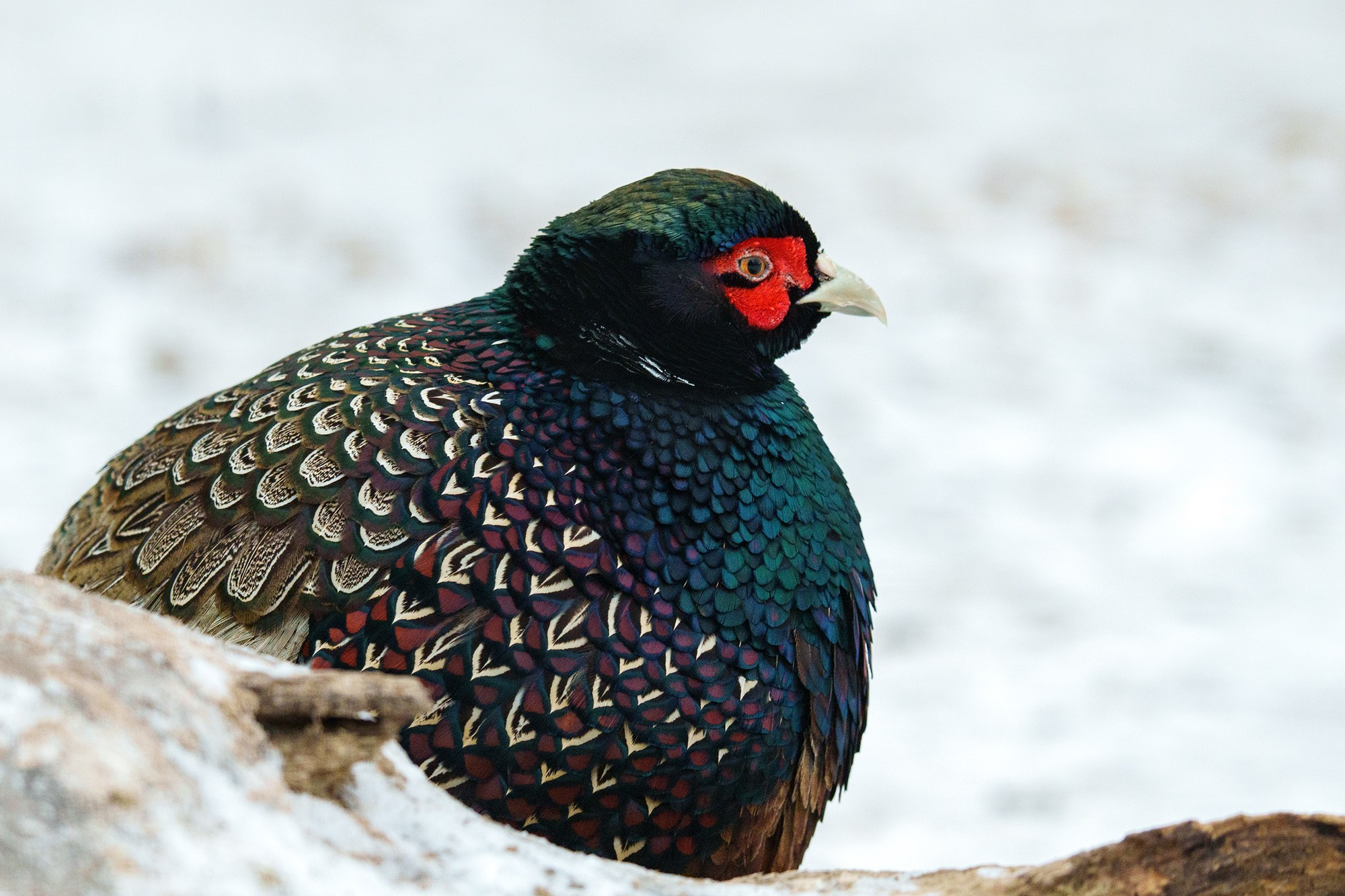 Удивительные мир птиц. Вокруг нас столько прекрасного — присмотритесь!. Ваш личный фотограф Марина Волкова