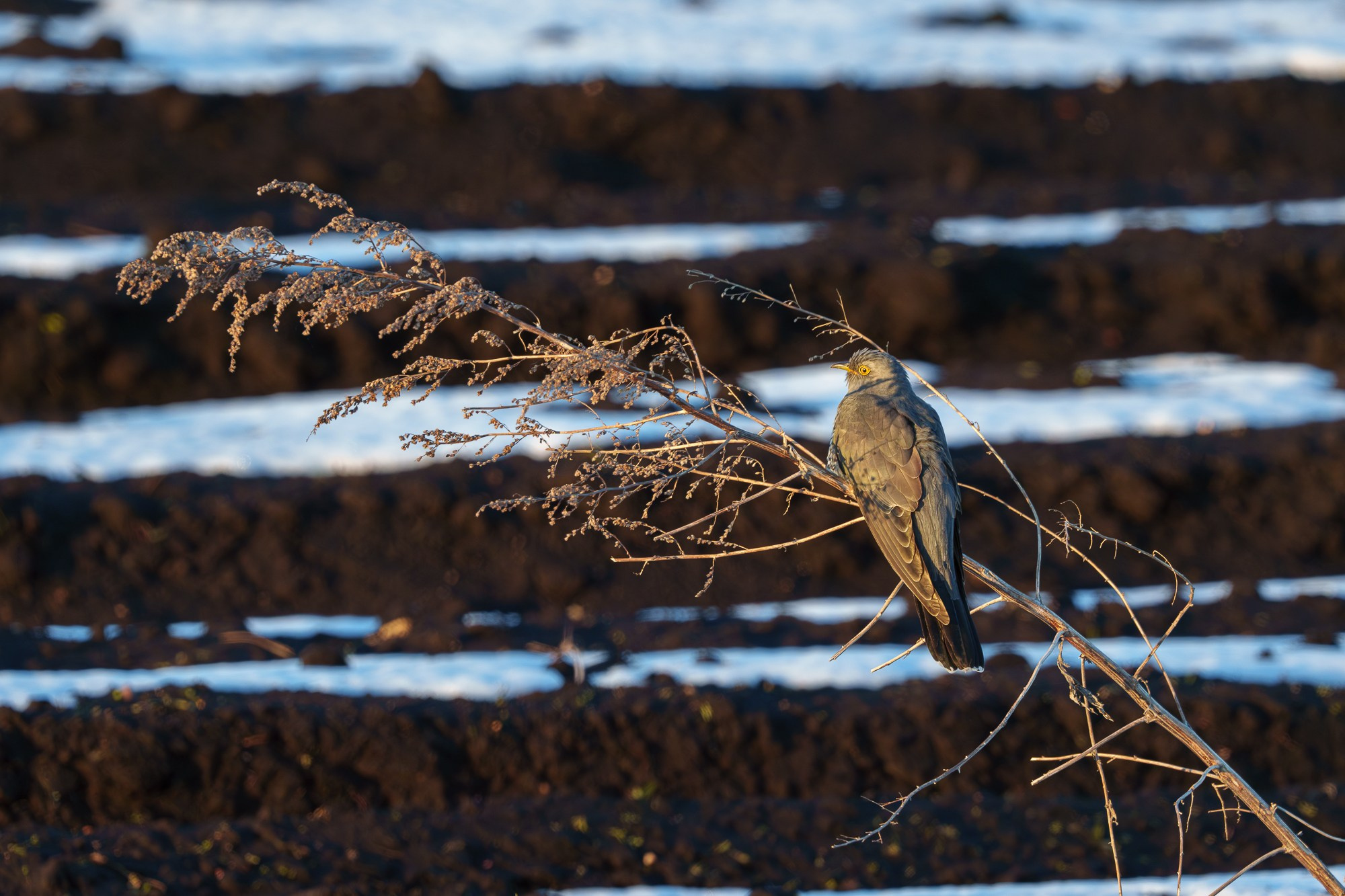 Удивительные мир птиц. Вокруг нас столько прекрасного — присмотритесь!. Ваш личный фотограф Марина Волкова