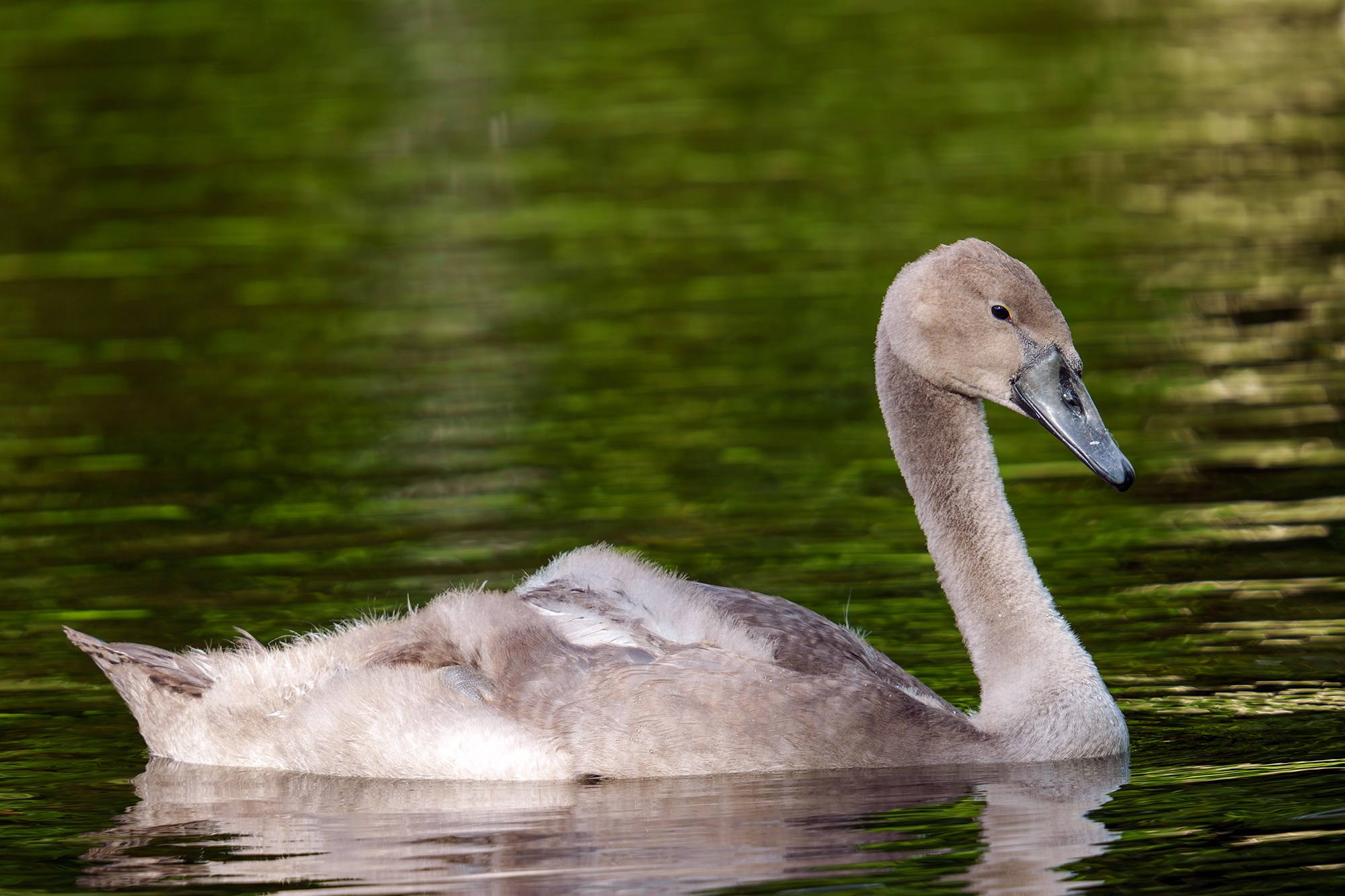Удивительные мир птиц. Вокруг нас столько прекрасного — присмотритесь!. Ваш личный фотограф Марина Волкова