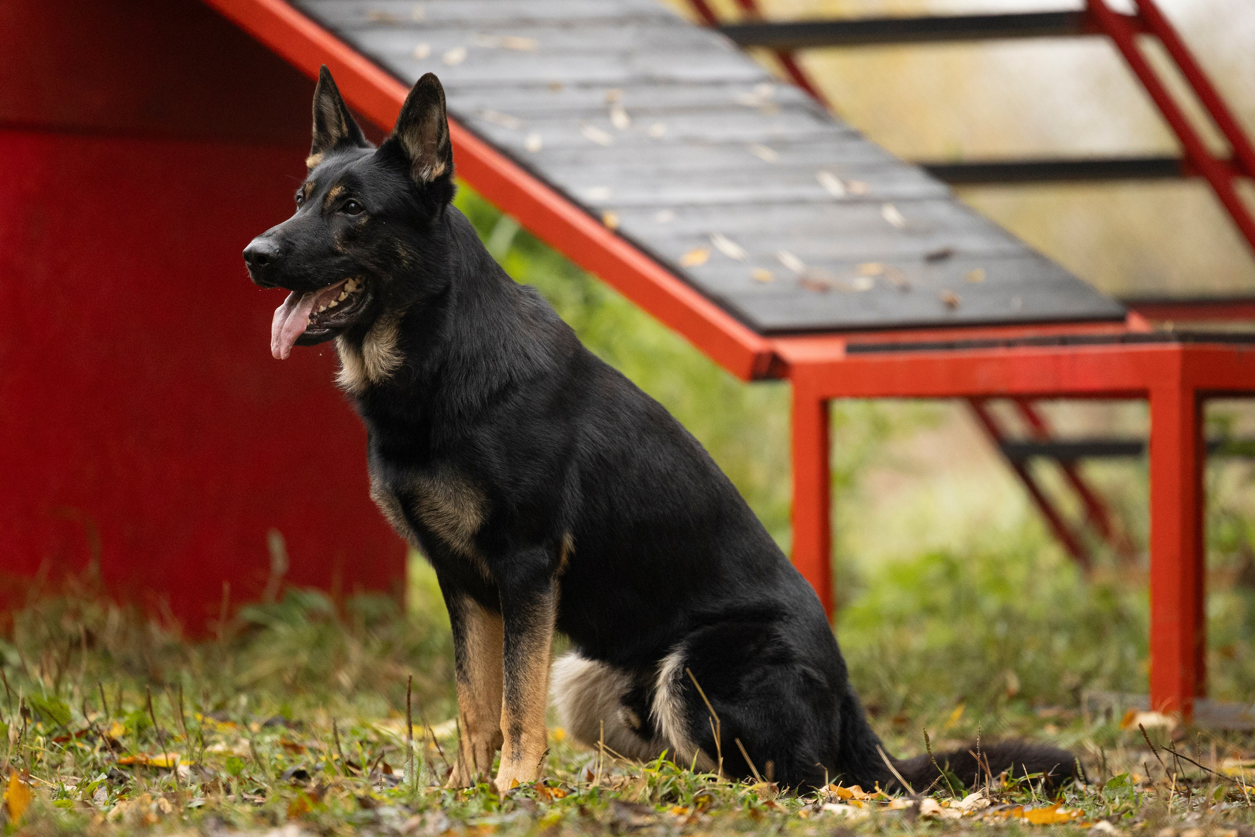 Соревнования по Мондьорингу г. Вологда. Фотограф-анималист Анна Маринич