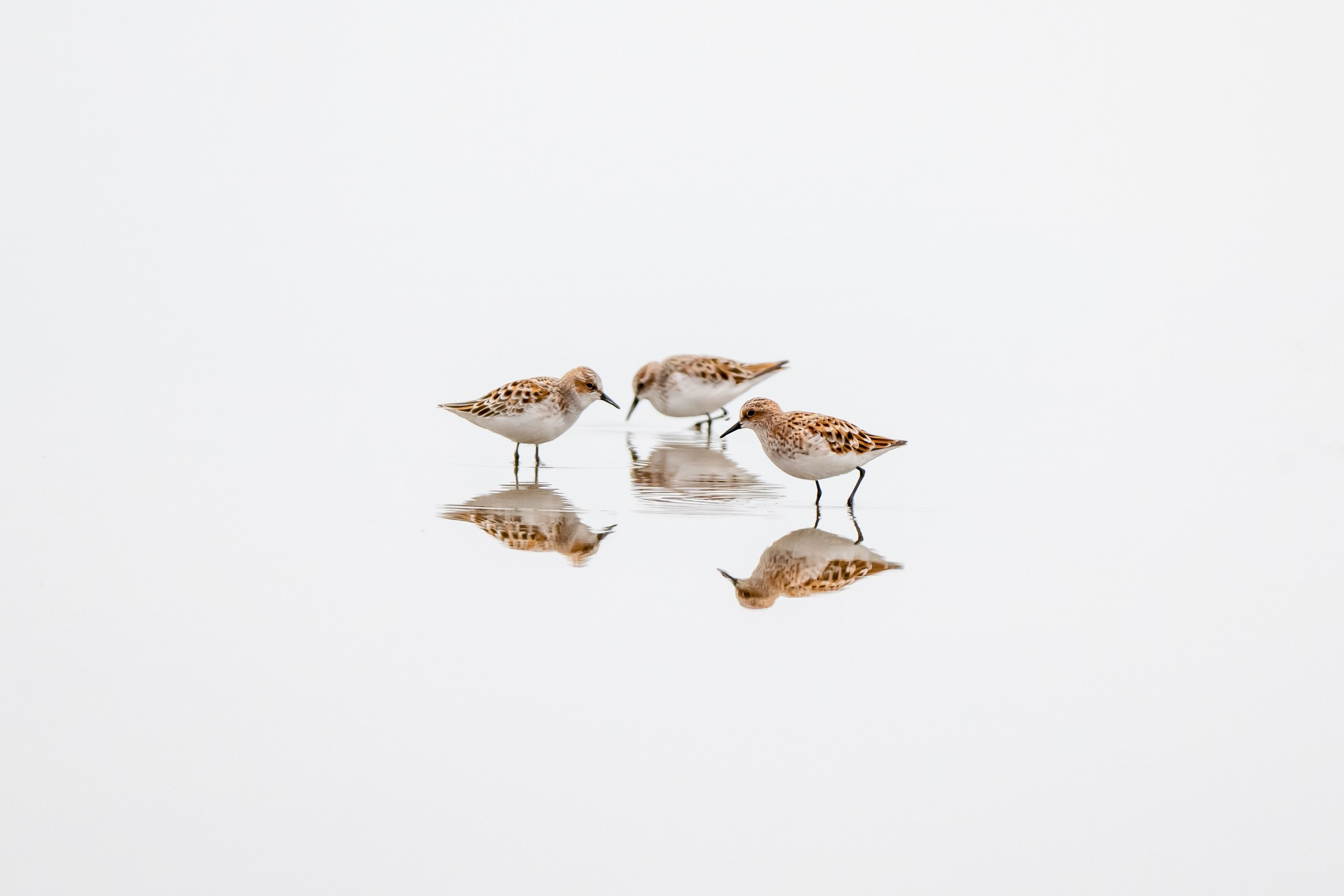 Пейзажный фотограф, Фотографии дикой природы. Foto-Zuev фотография как искусство