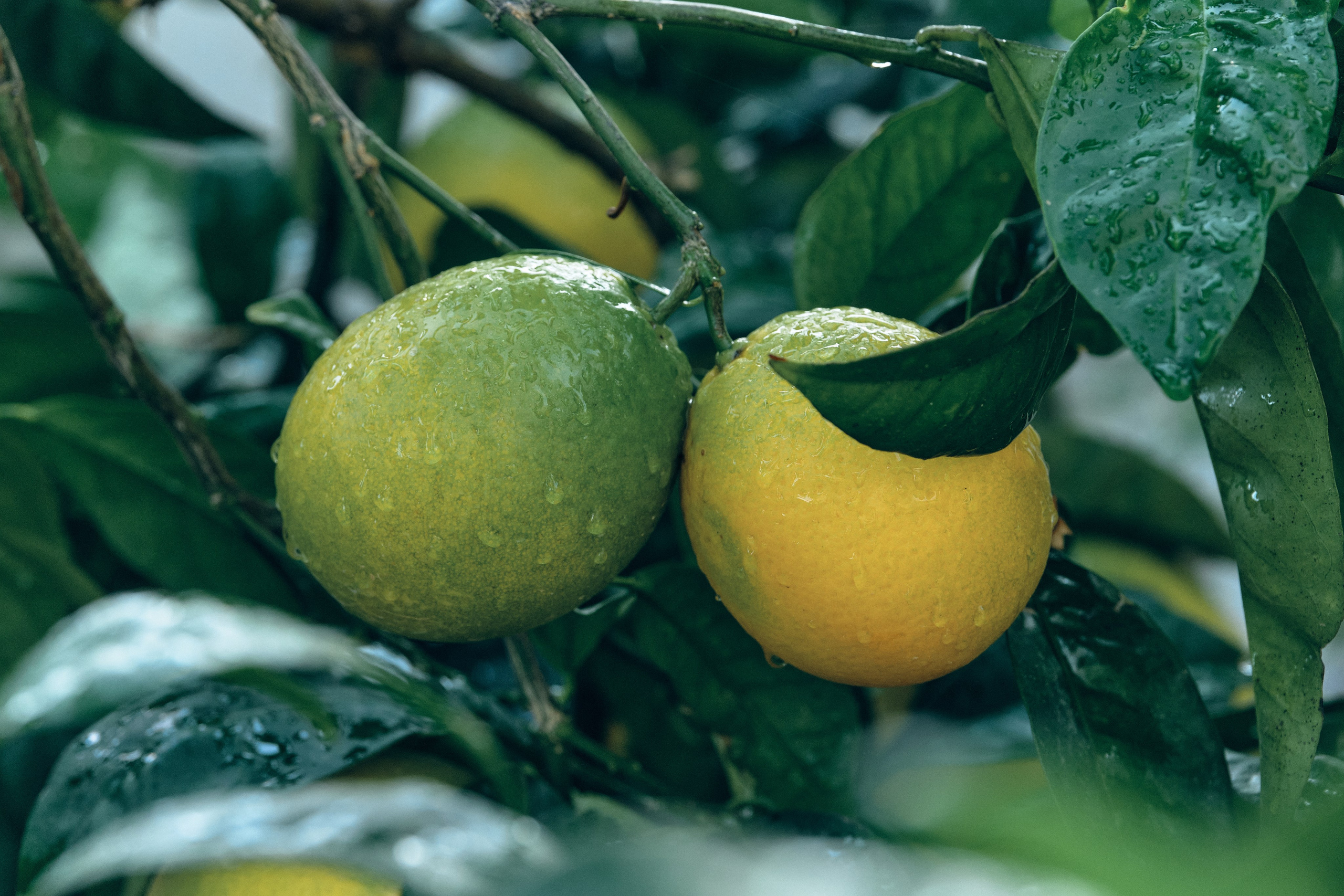 Cyprus > 2023 / kat. Aleksandr Kobtsev