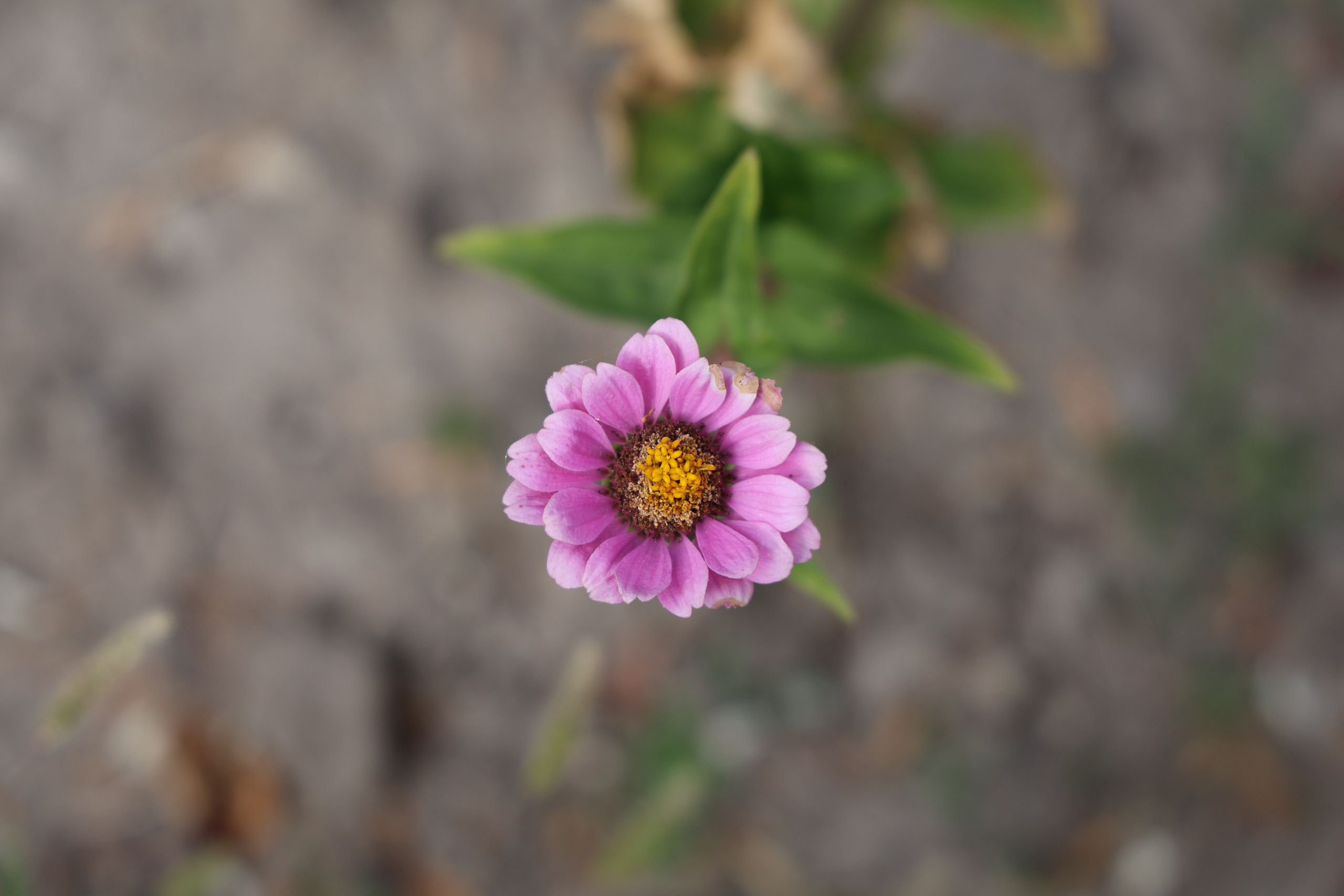 Ставрополец — Оздоровительный пансионат | с. Широкая Балка г. Новороссийск