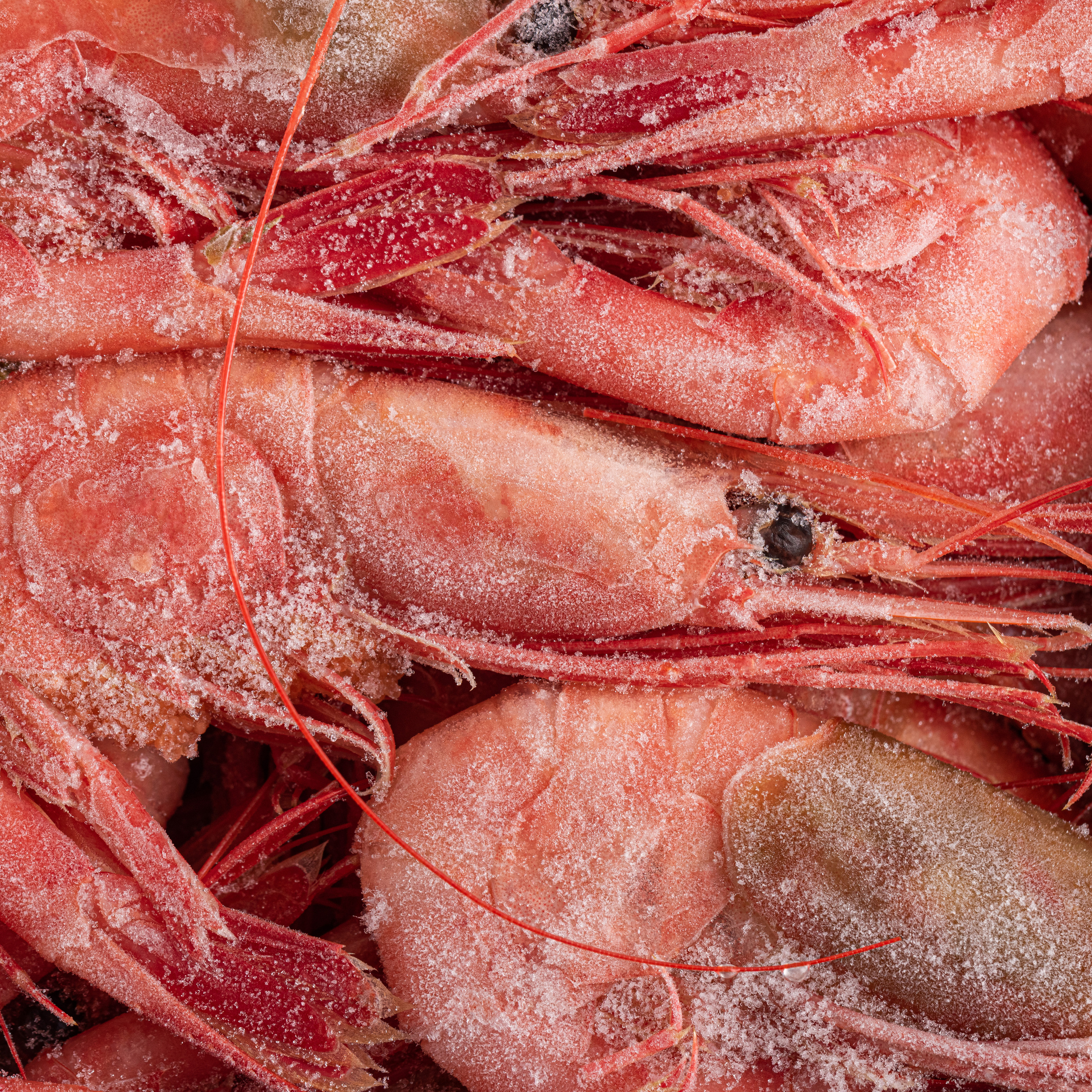 КРЕВЕТКИ. Раптовый Александр Предметный и рекламный фотограф в Москве