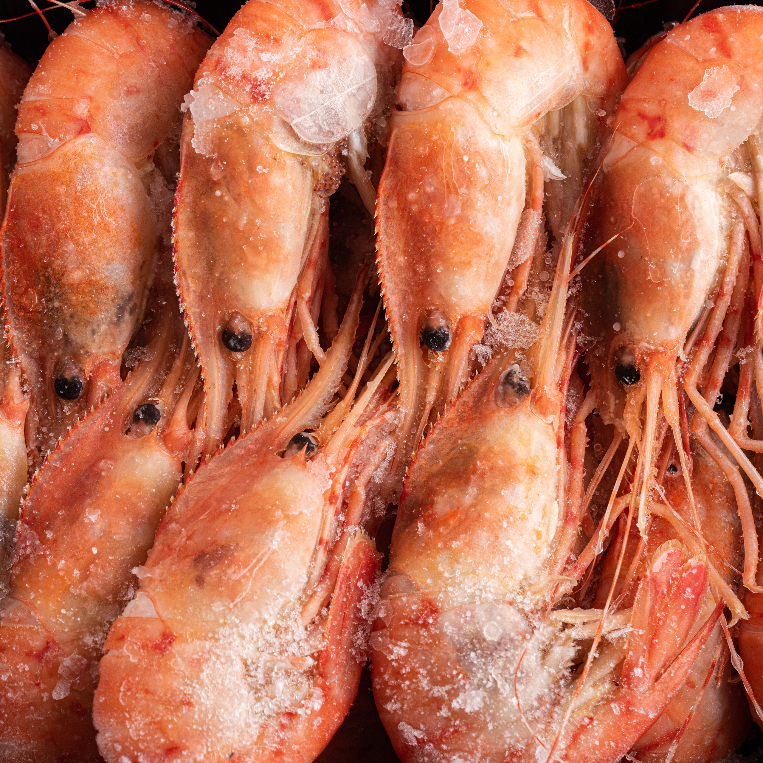 КРЕВЕТКИ. Раптовый Александр Предметный и рекламный фотограф в Москве