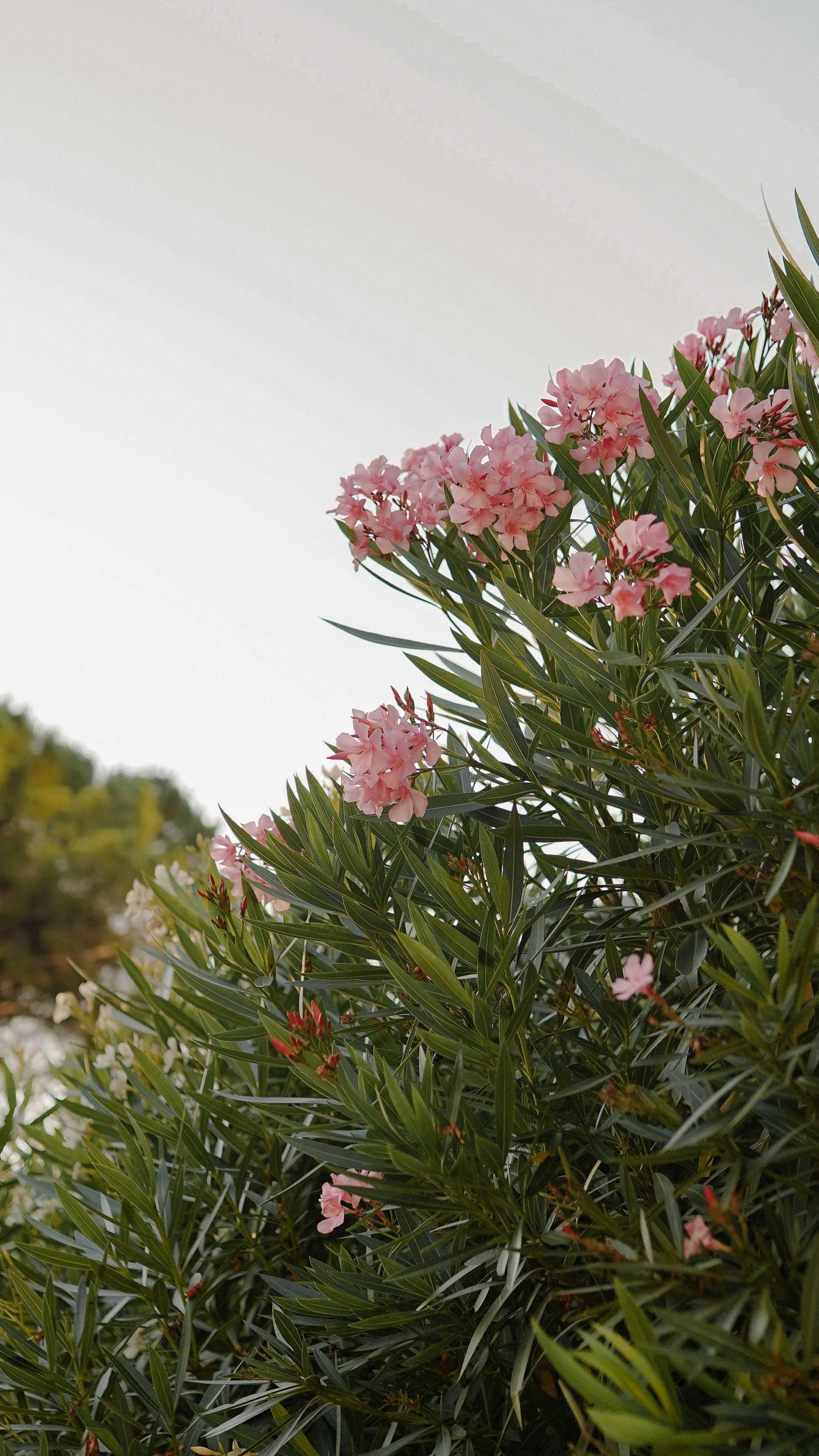 SWISSOTEL RESORT СОЧИ КАМЕЛИЯ. Милана Довгаль - семейный фотограф и видеограф  в Адлере и Сочи