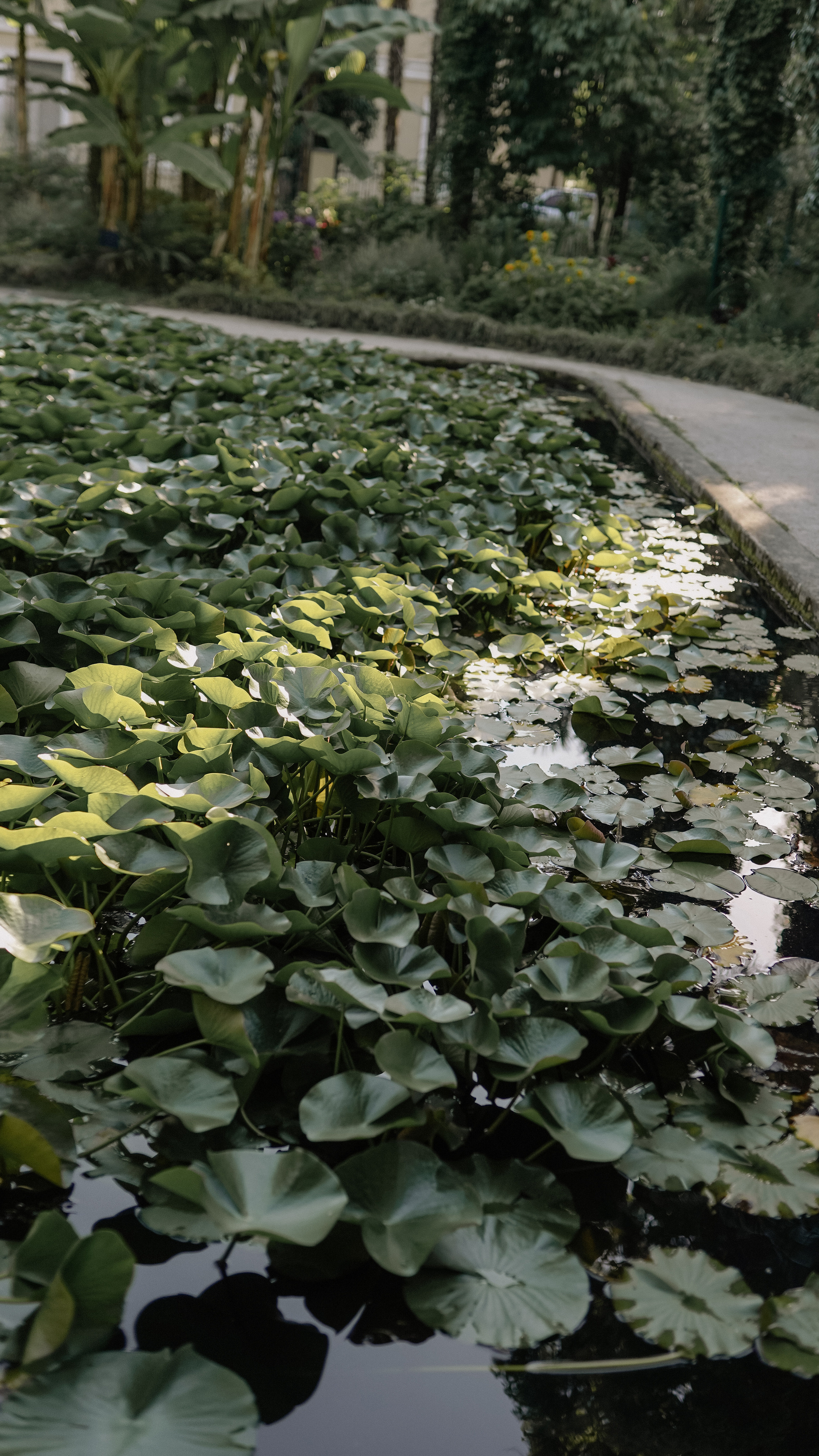 Сухум. Абхазия. Милана Довгаль - семейный фотограф и видеограф  в Адлере и Сочи