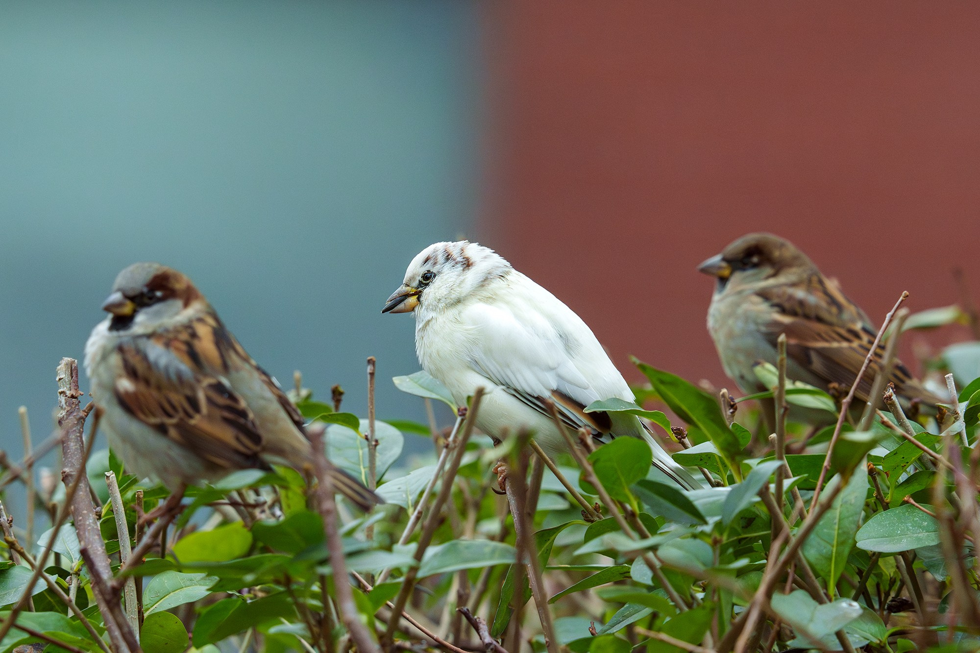Удивительные мир птиц. Вокруг нас столько прекрасного — присмотритесь!. Ваш личный фотограф Марина Волкова