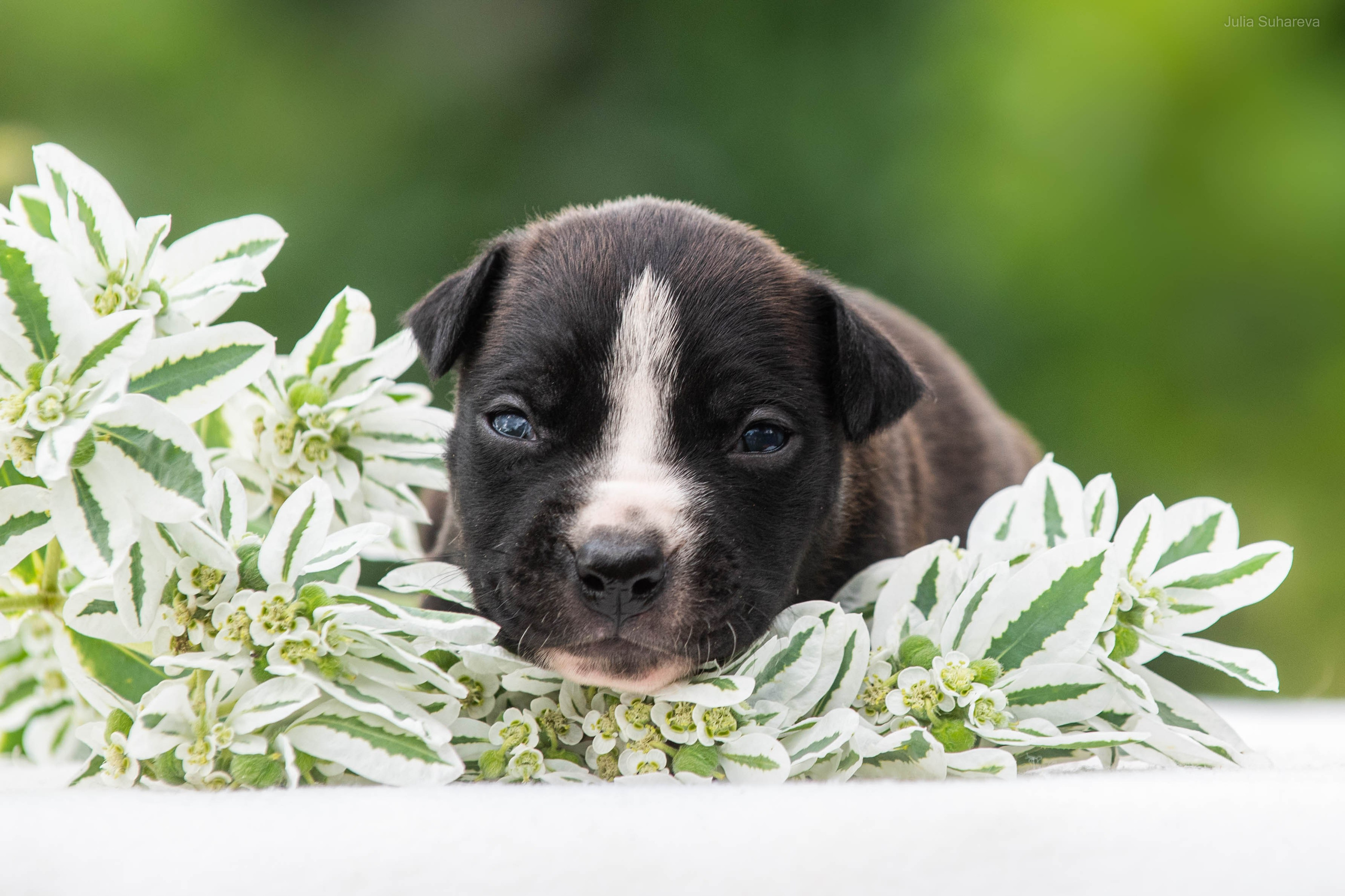 Щенки 2 недели. Главная