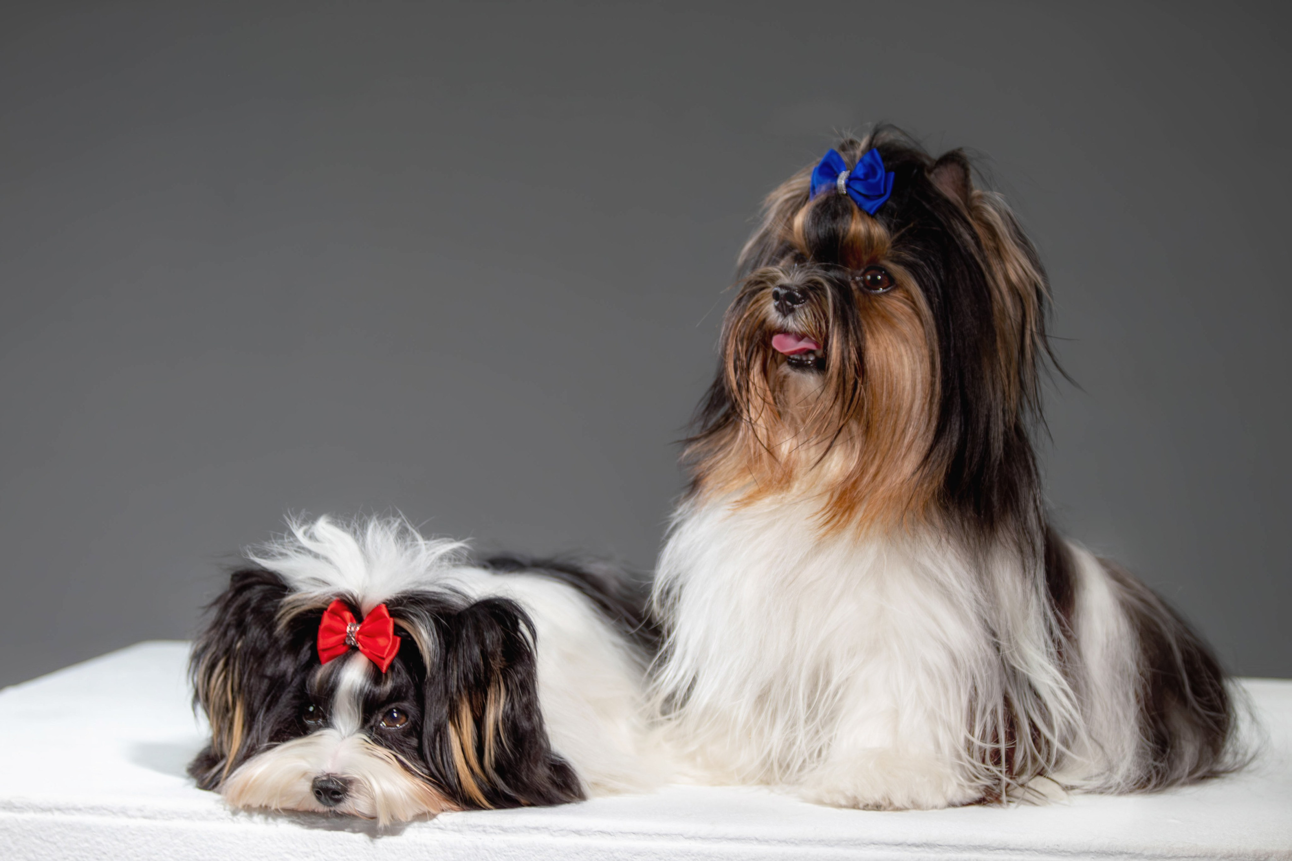 Фотосессия с животными. Фотограф анималист — Тула, Москва