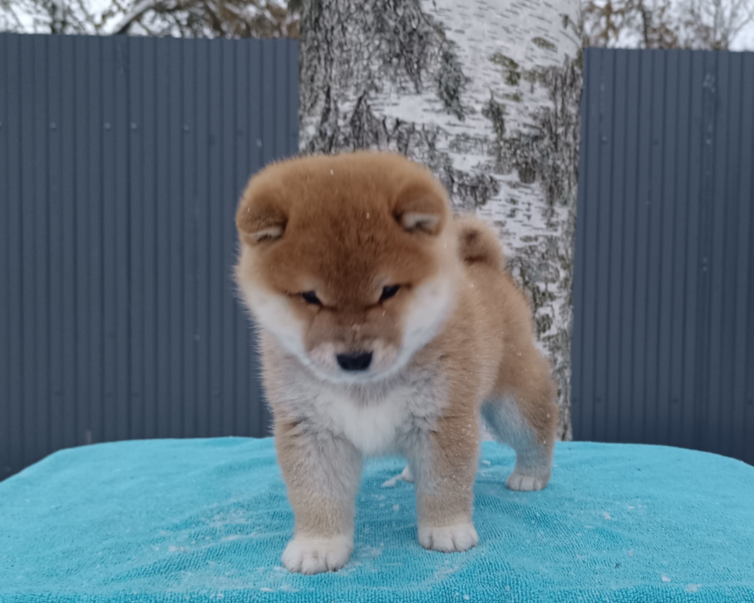 сиба питомник Рубилайт щенки на продажу rubylight  сиба щенки купить СПб Санкт-Петербург 