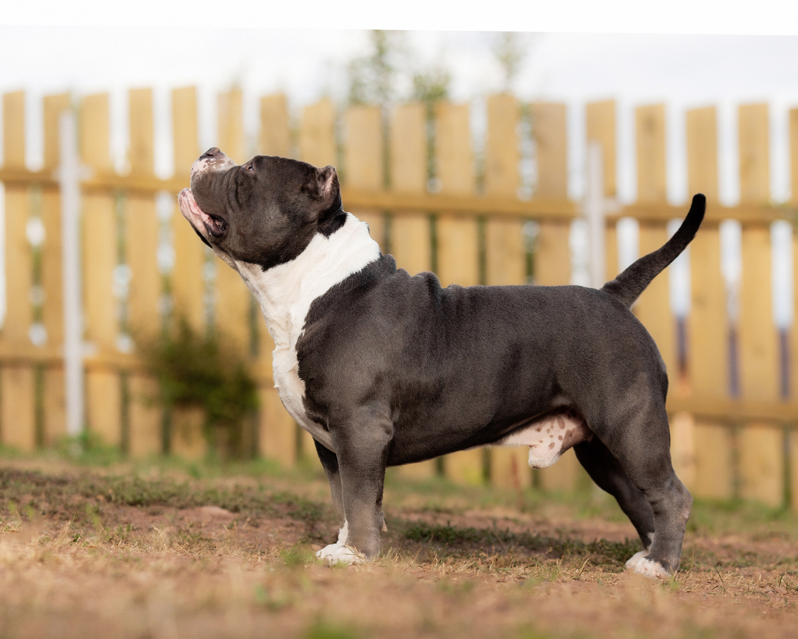 Наталья и булли. Фотограф Анималист в Перми Анастасия Остерман