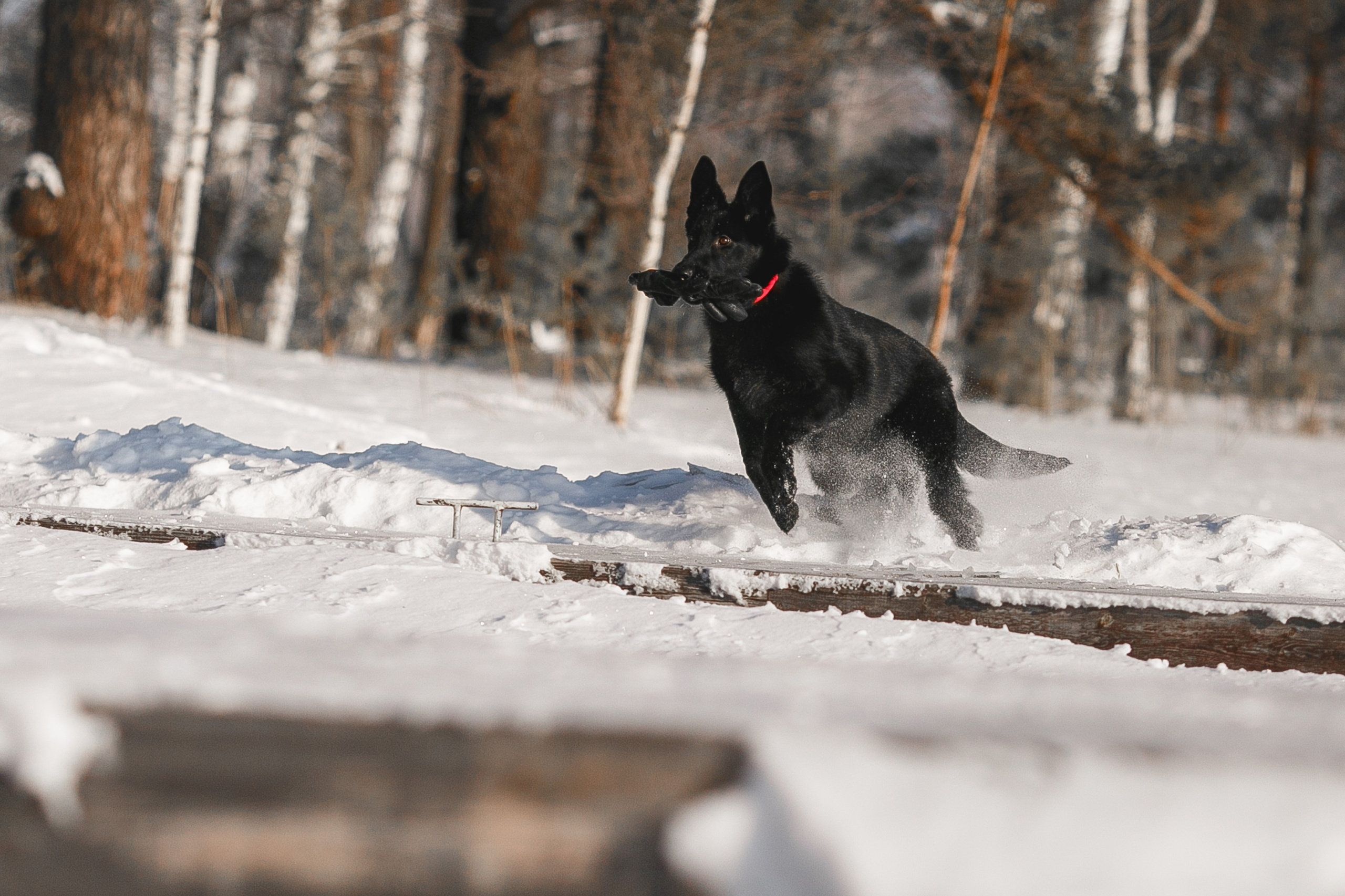 Фотосъемка собак для питомника немецких овчарок. Репортажный фотограф Борис Геер