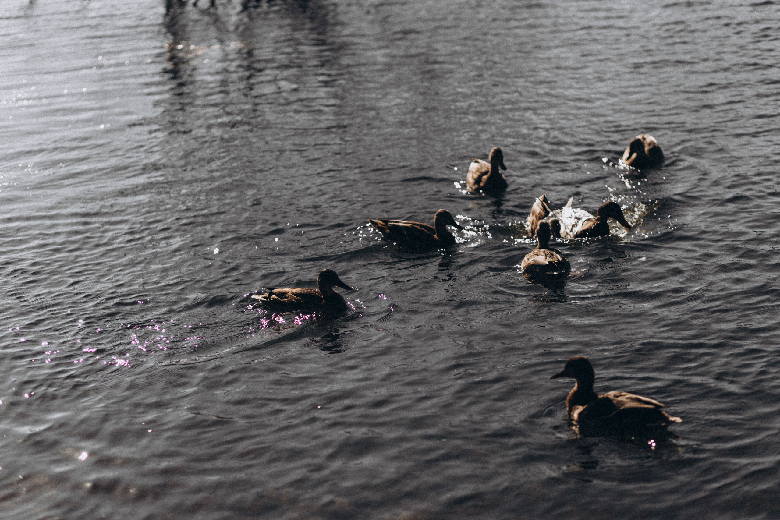 Лиля антонна