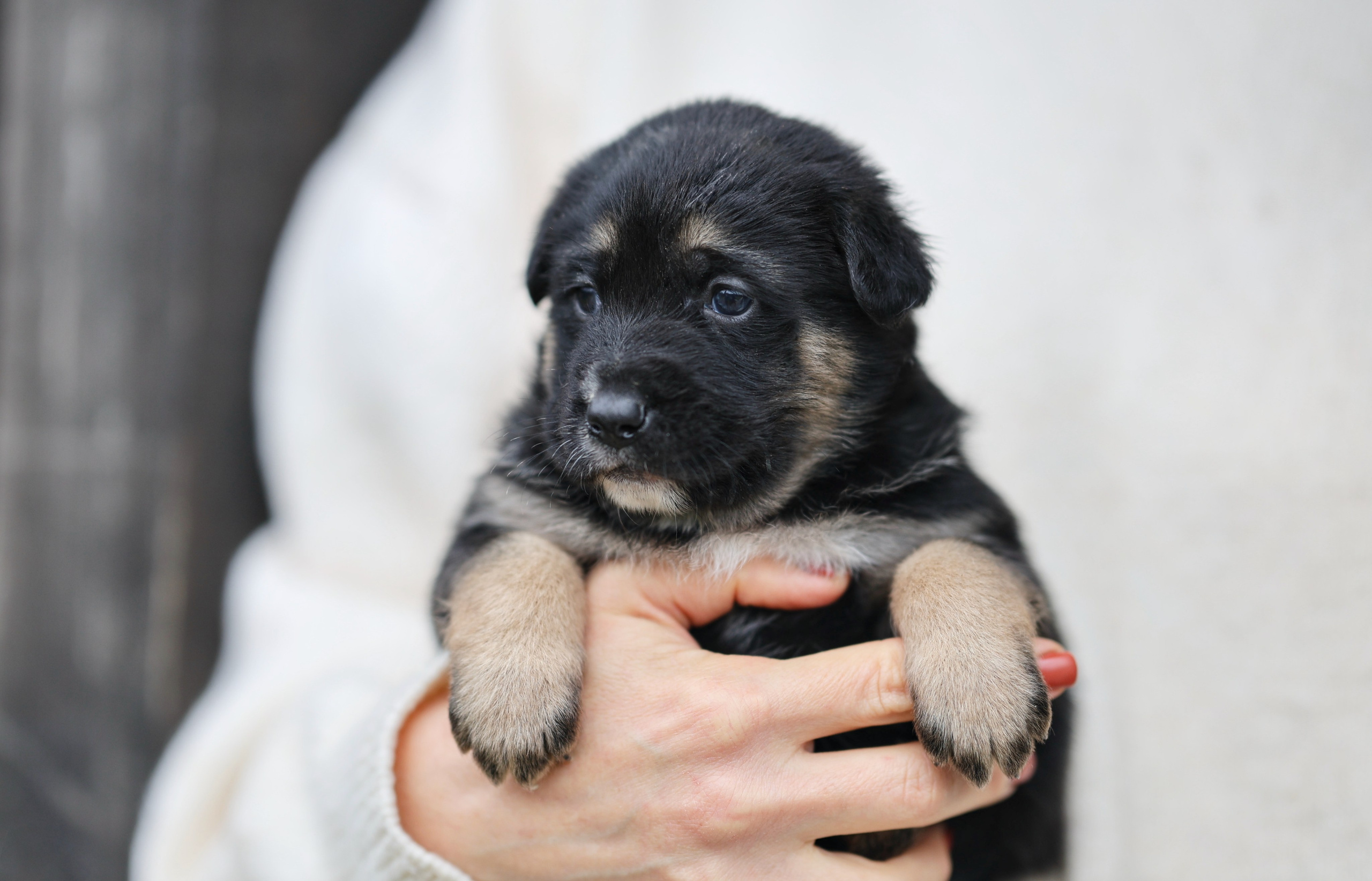 Щенки. Фотограф Максим Татаринов