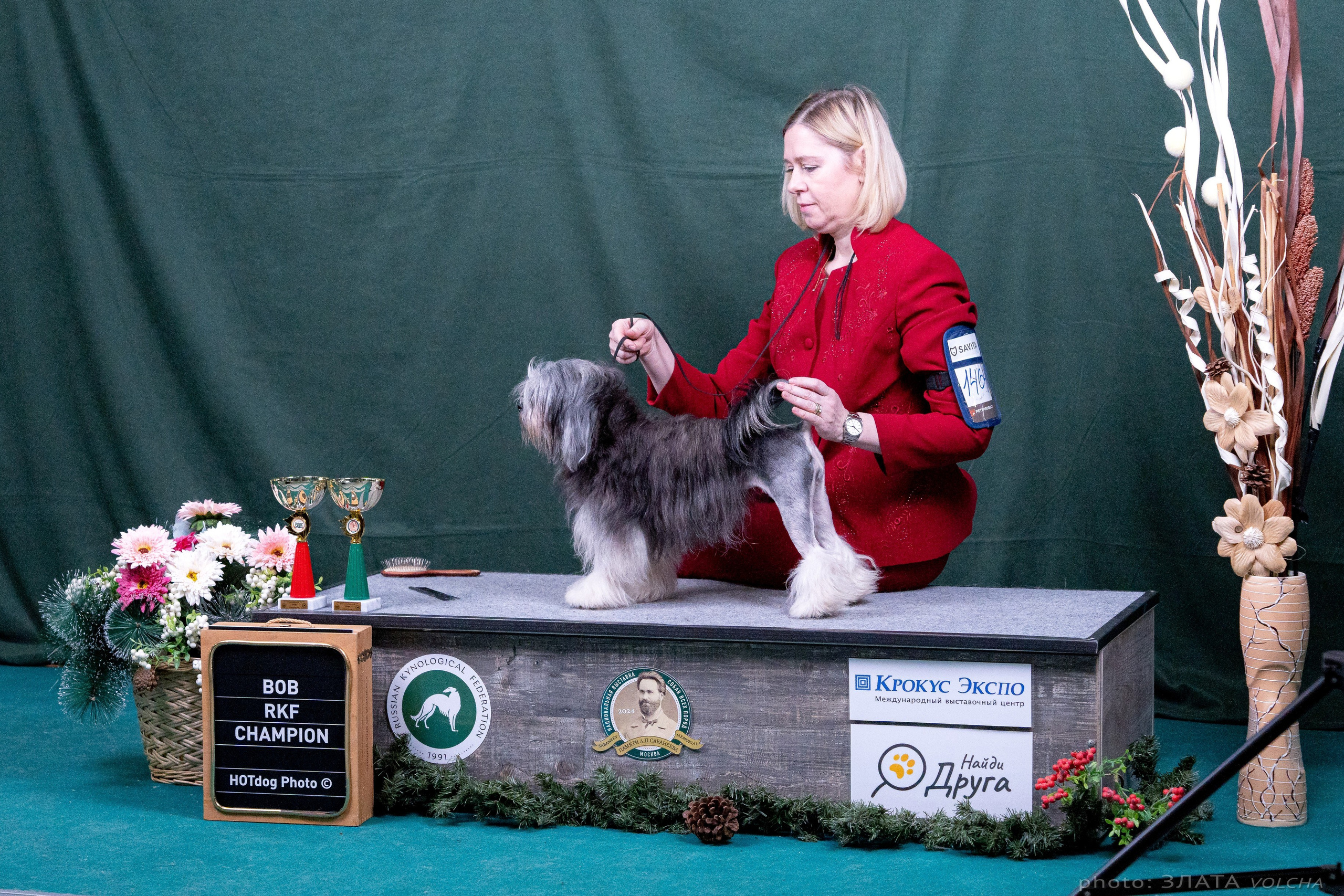 Животные. Фото, видео, монтаж