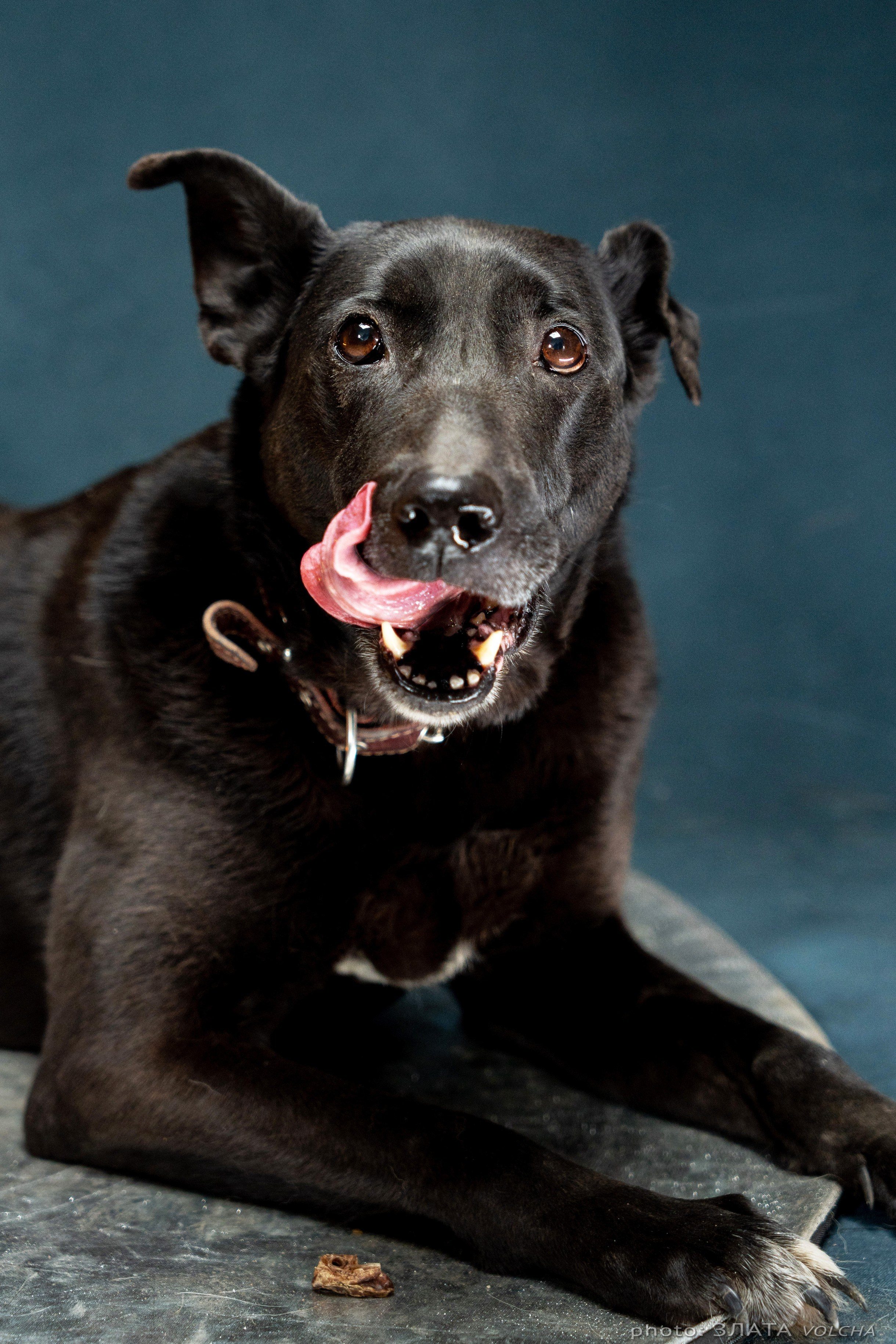Собаки в студии. Фото, видео, монтаж