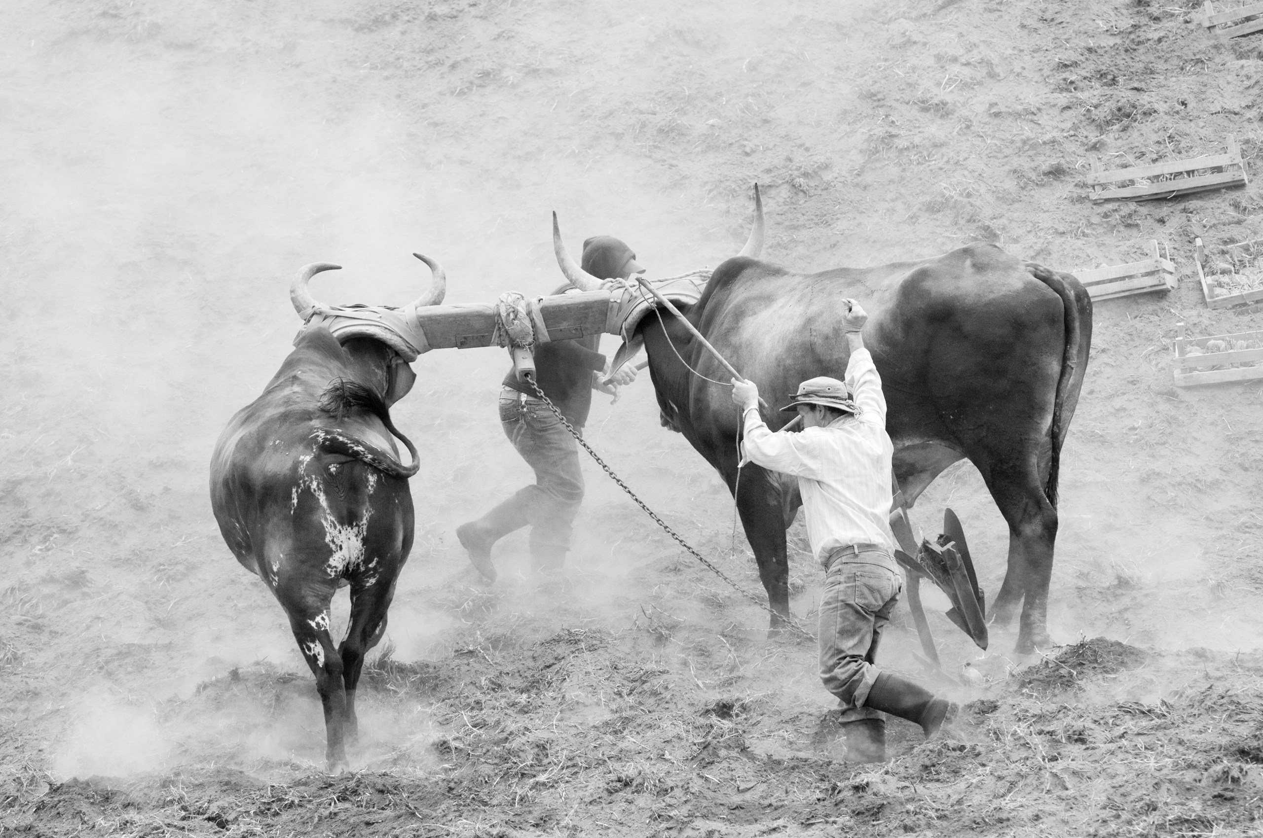 Фотографии для интерьера Вашего дома, квартиры, офиса или дачи. Авторские стильные фотокартины