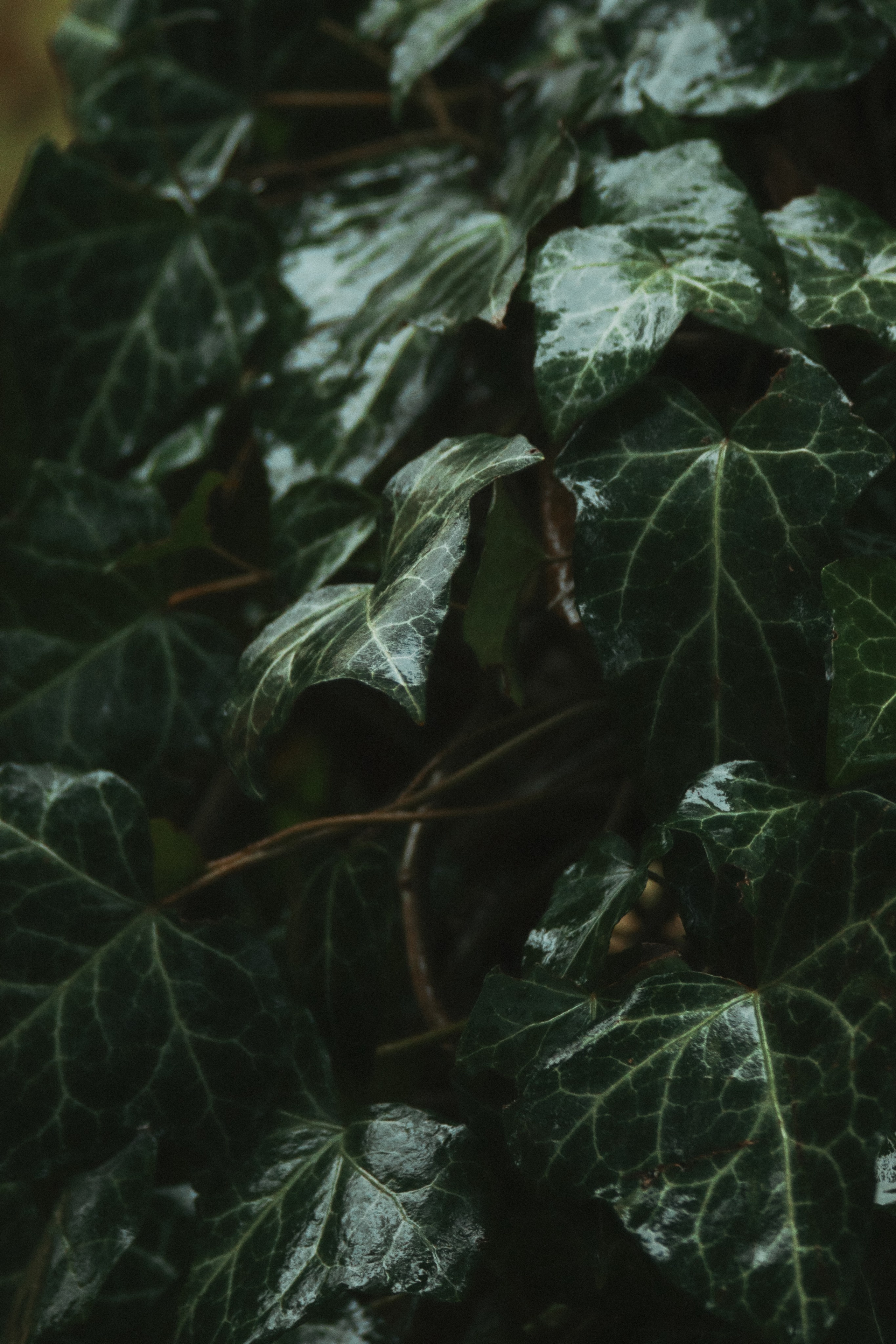 Т Е П Л Ы Й — З Е Л Е Н Ы Й. — Digital Noise —