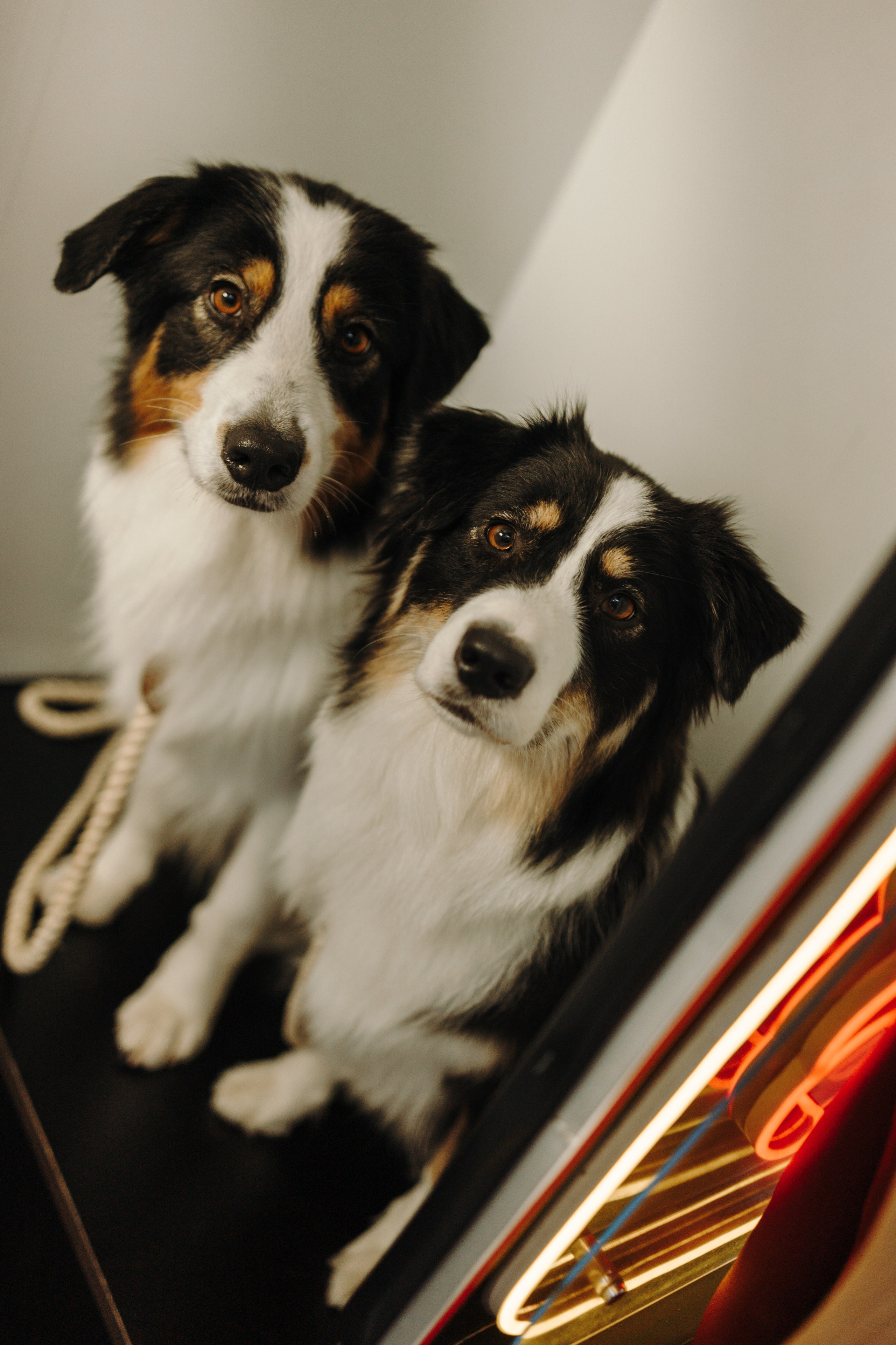 Катя и ее девочки. Фотограф — Анималист | Санкт-Петербург