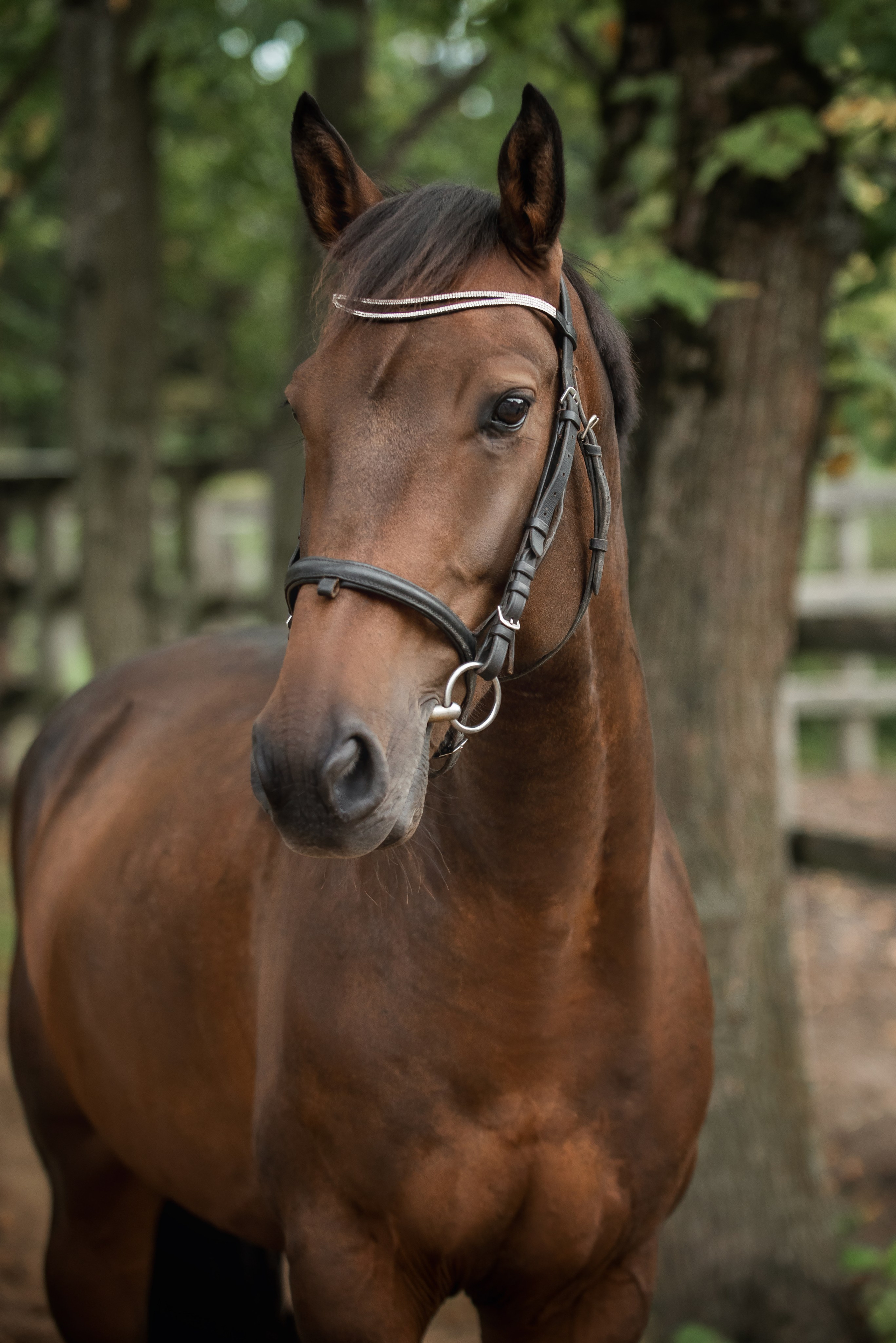 Тренеры и кони КСК «АЛМАЗОВО». Конный фотограф Куракина Дарья • Фотосессии с лошадьми