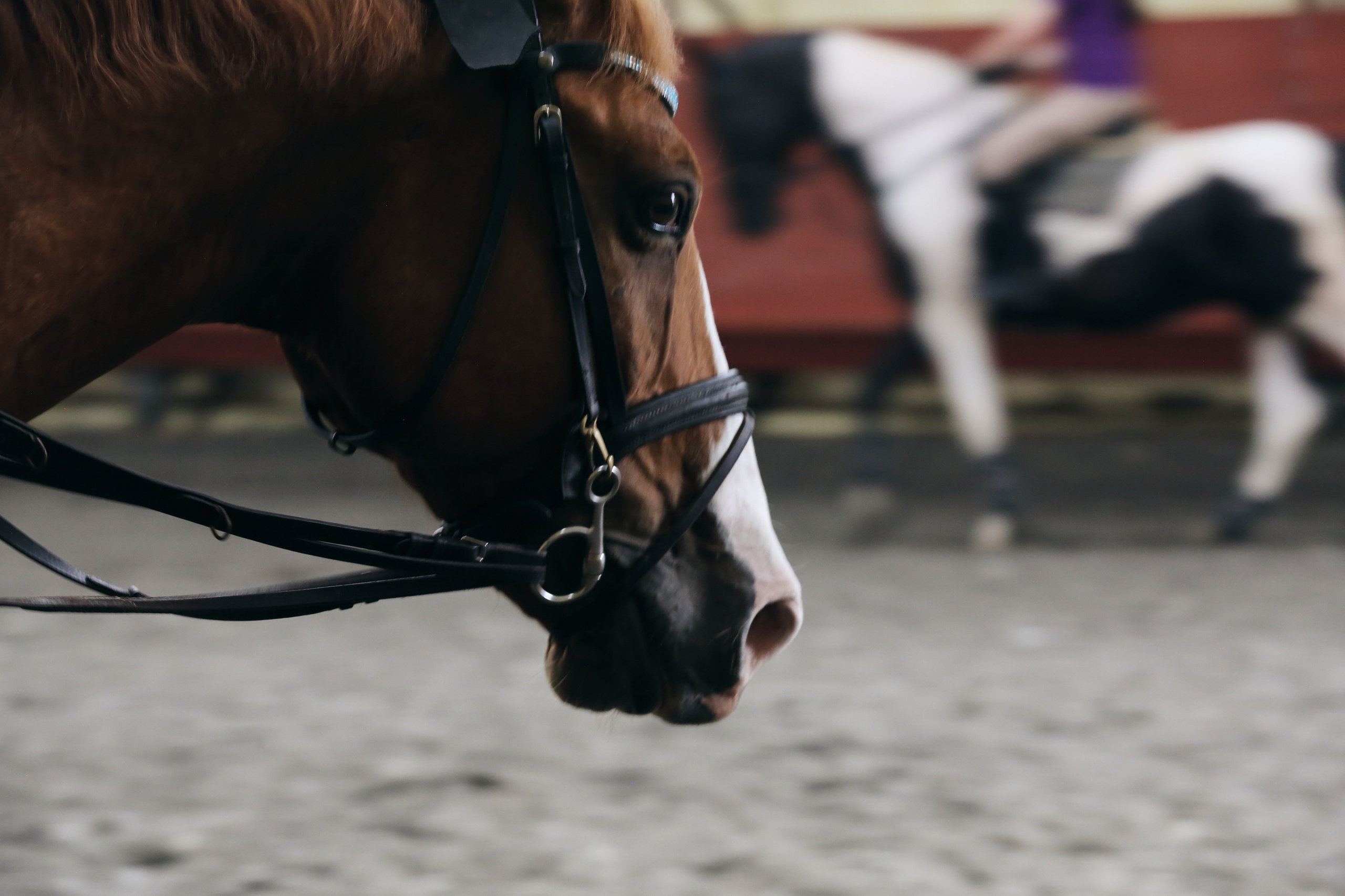 In a horse club NIMB. Фотограф Антонина Гудкова