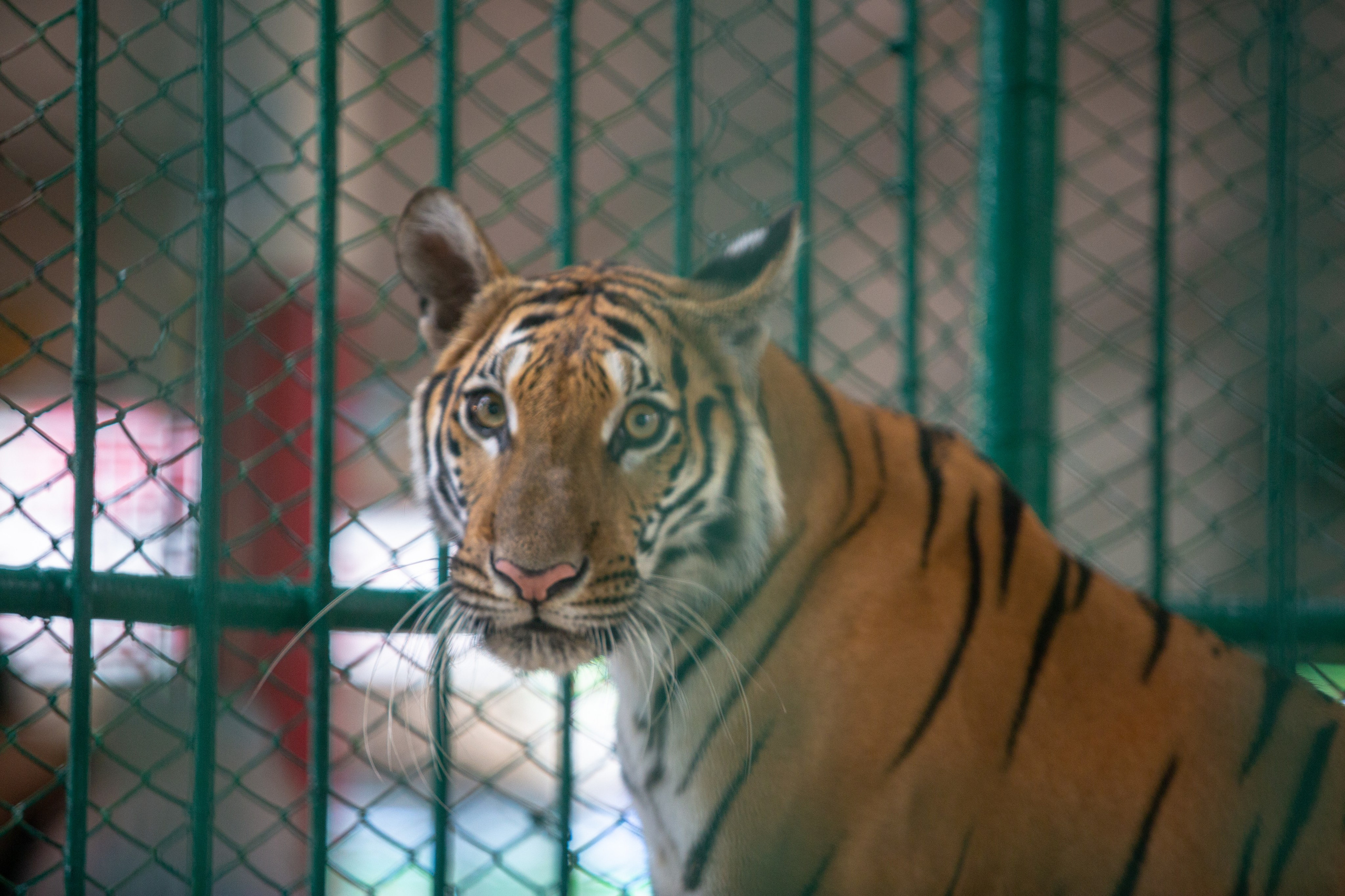 Samut Prakan Crocodile Farm & Zoo. Photographer Sonkina Tatiana (Tanya Ash)
