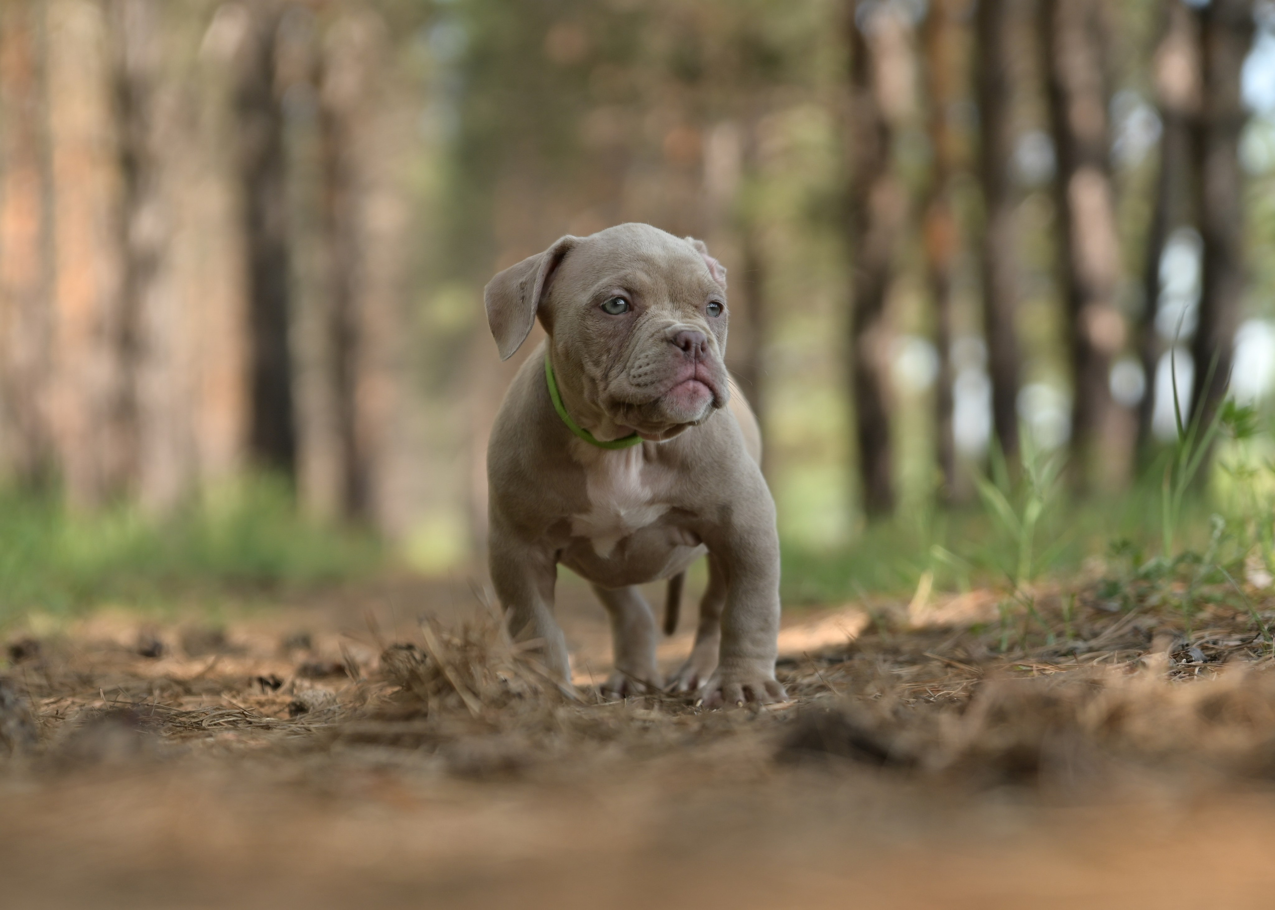 Свободные щенки Американский Булли в Иркутске. Питомник собак Иркутск