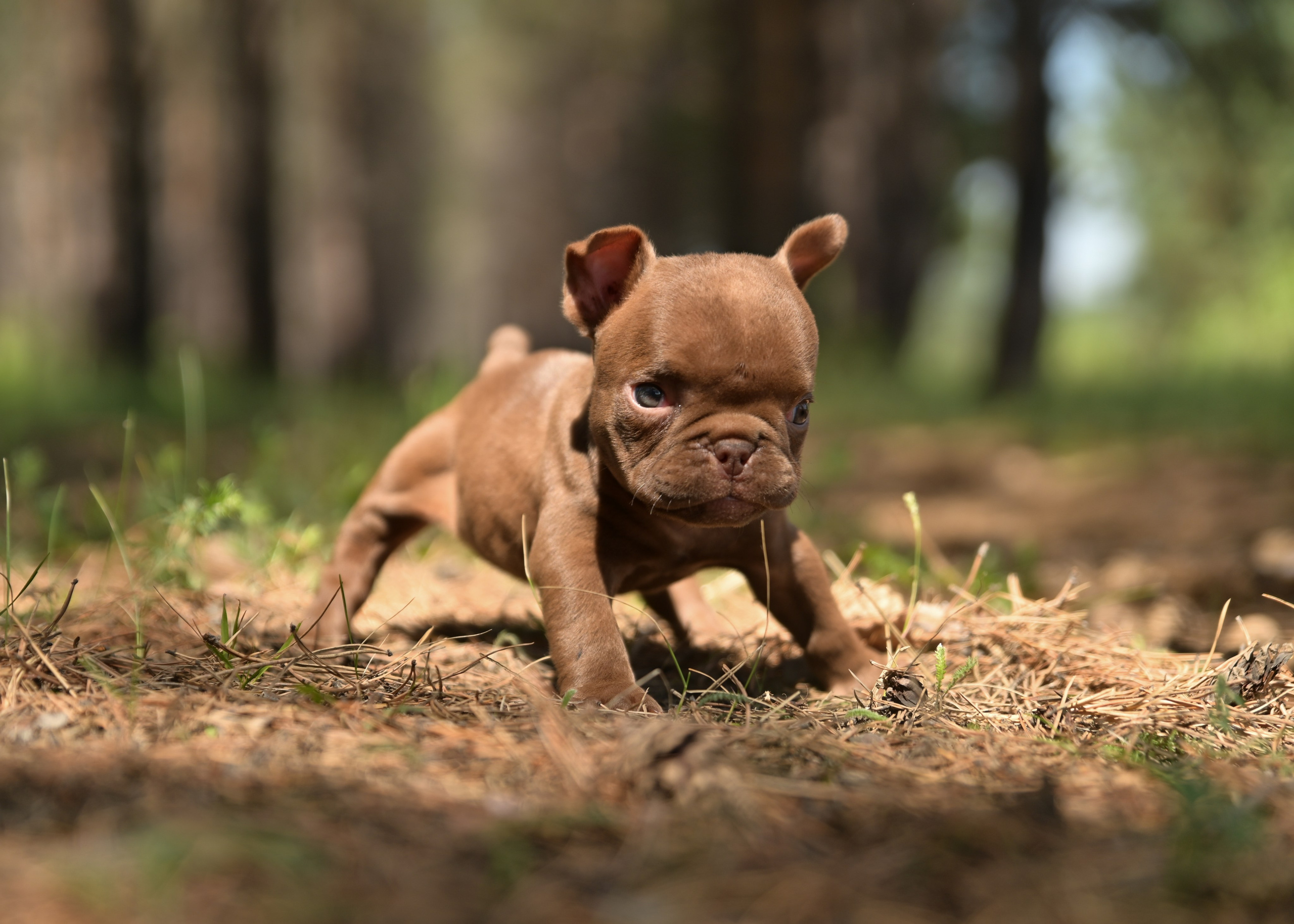Свободные щенки Американский Булли в Иркутске. Питомник собак Иркутск