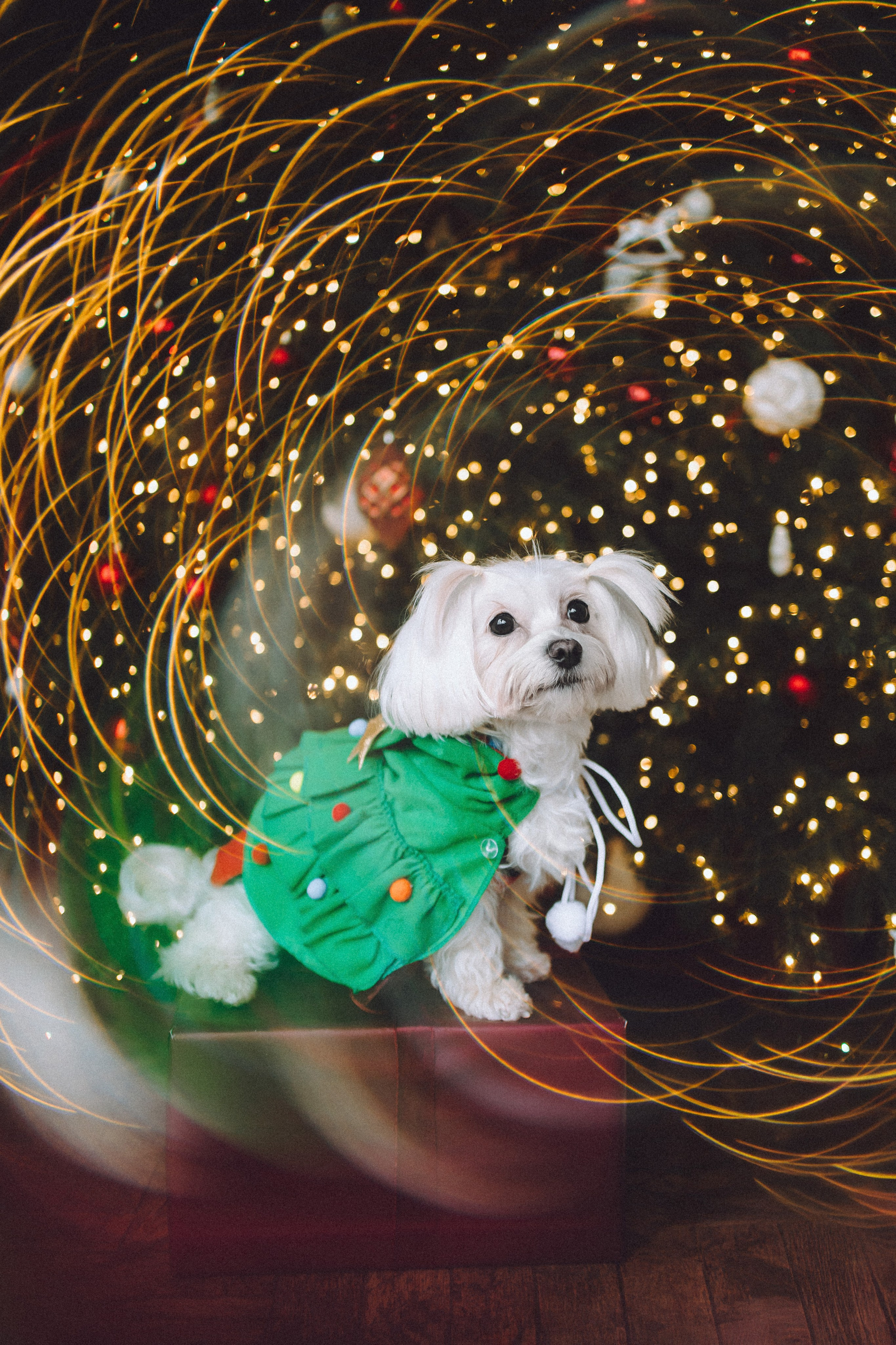 Констанция и Молли