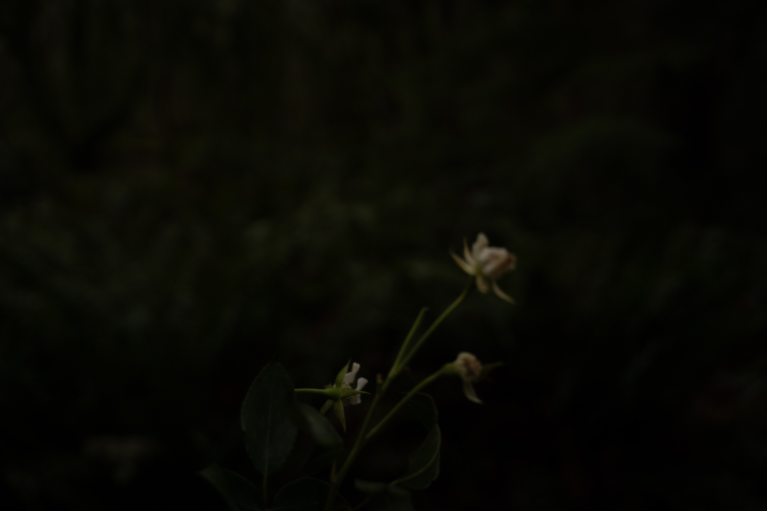 A midsummer night’s dream [magic flower]. Wedding & engagement photographer in Seattle, WA. Tania Maureira