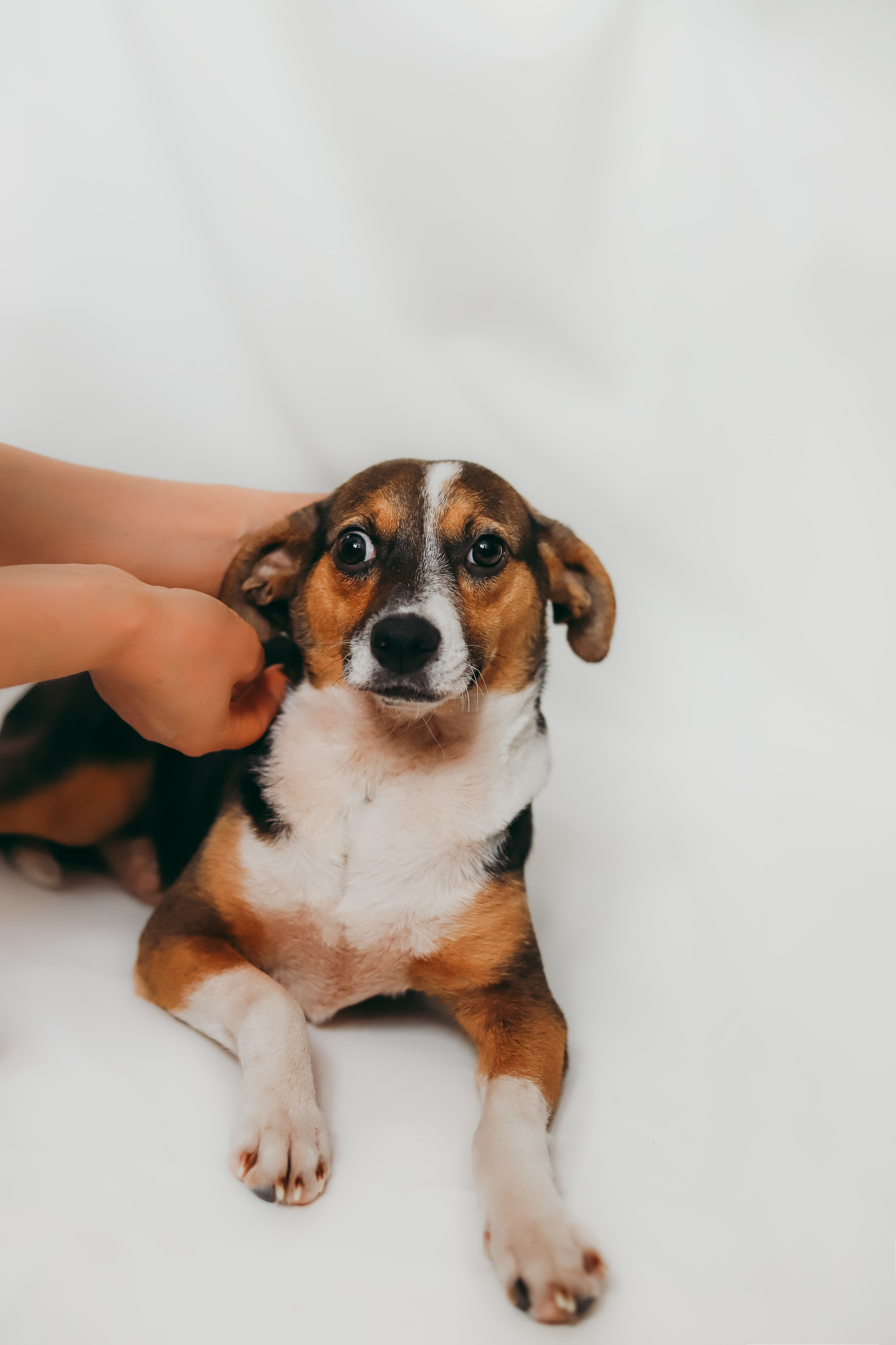 Для приюта (уже дома). Фотограф Москва и Санкт-Петербург