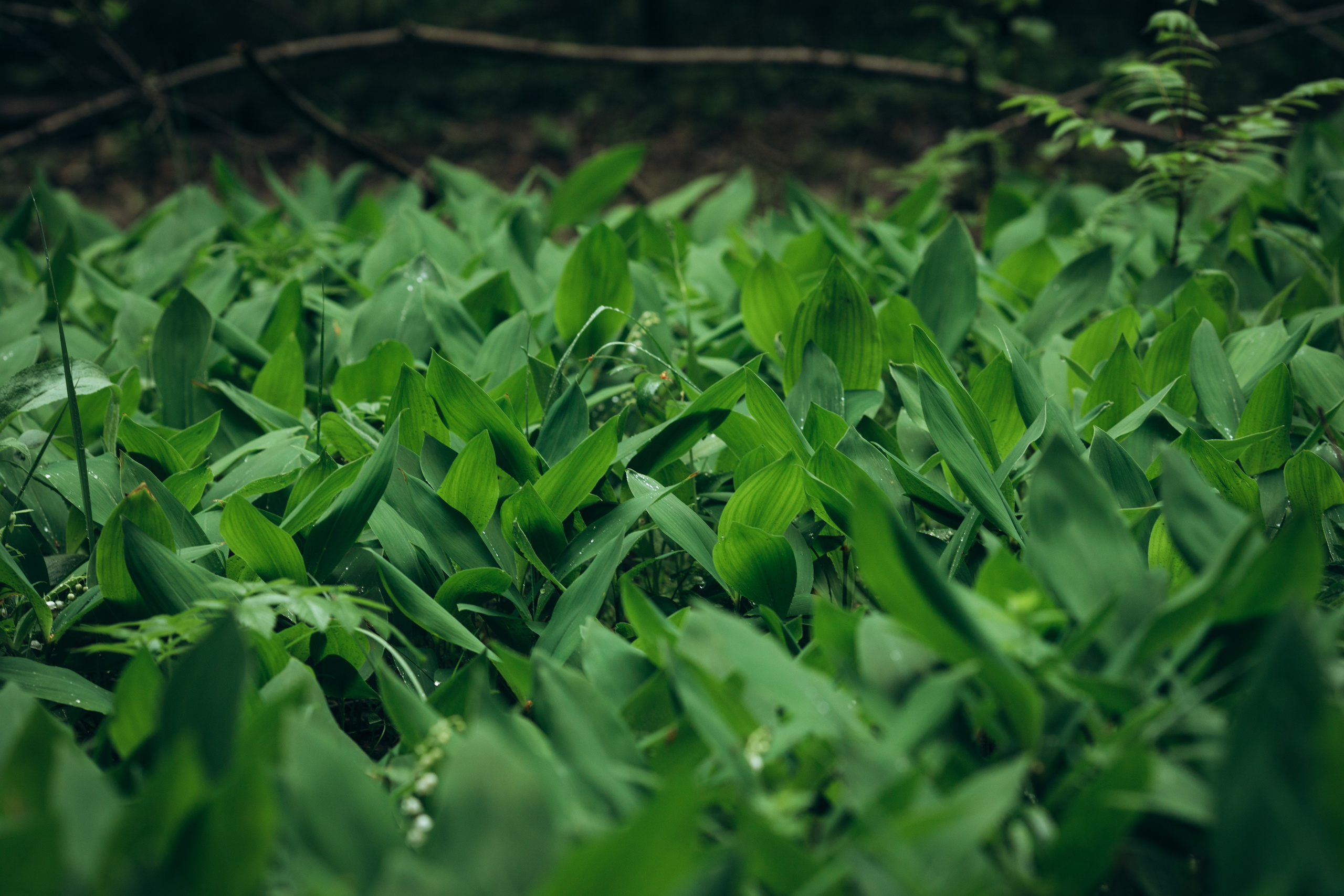 Природные пейзажи. Наталия Клевинскас портретный фотограф в Костроме