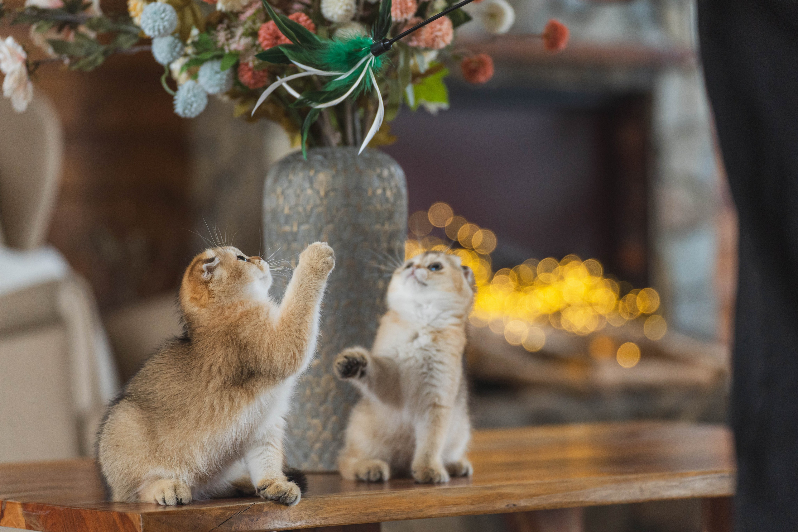 Питомник Шотландских кошек. Фотограф в Москве Ленарская Дарья