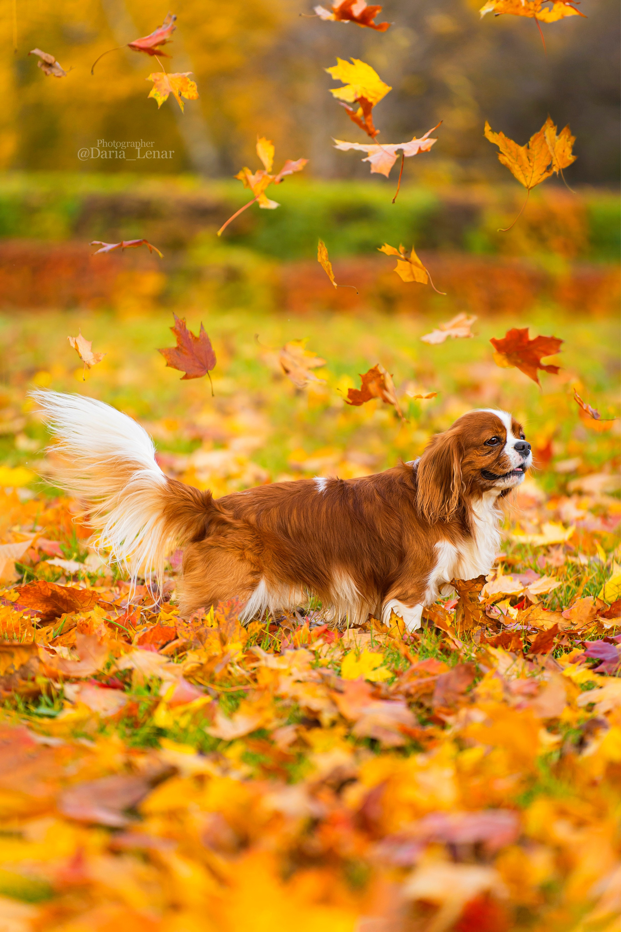 Выставки собак. Фотограф в Москве Ленарская Дарья