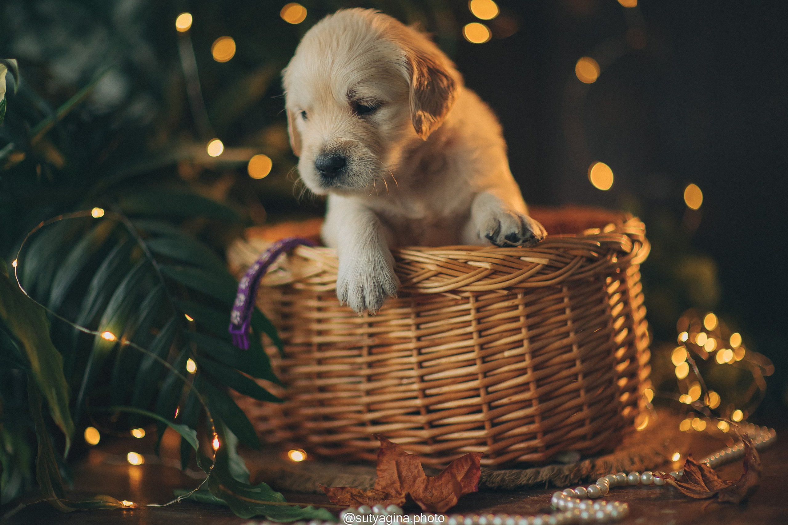 Фиолетовая лента. Свадебный и женский фотограф