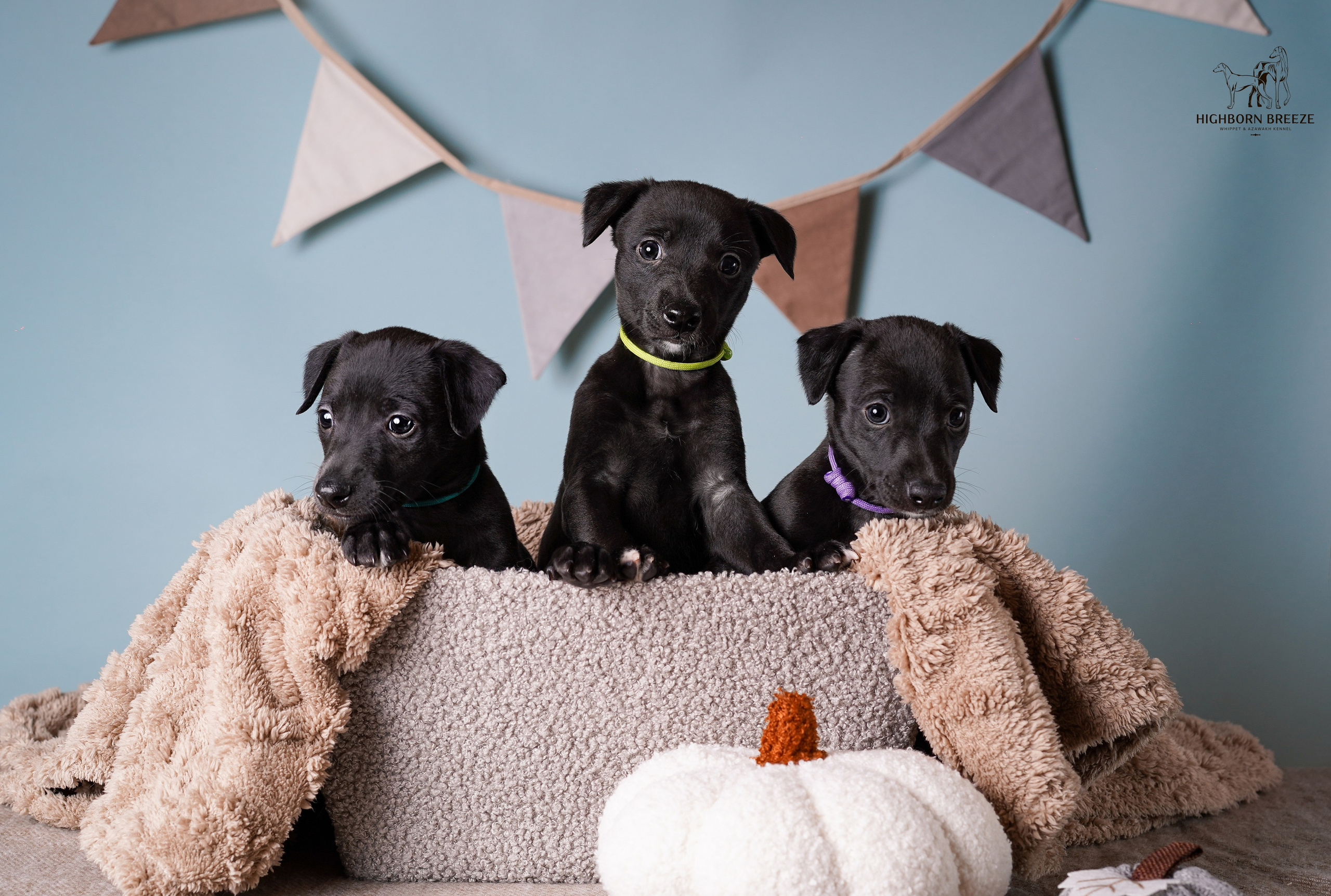 Щенки уиппета. Фотограф-анималист в Санкт-Петербурге Яна Мартынова