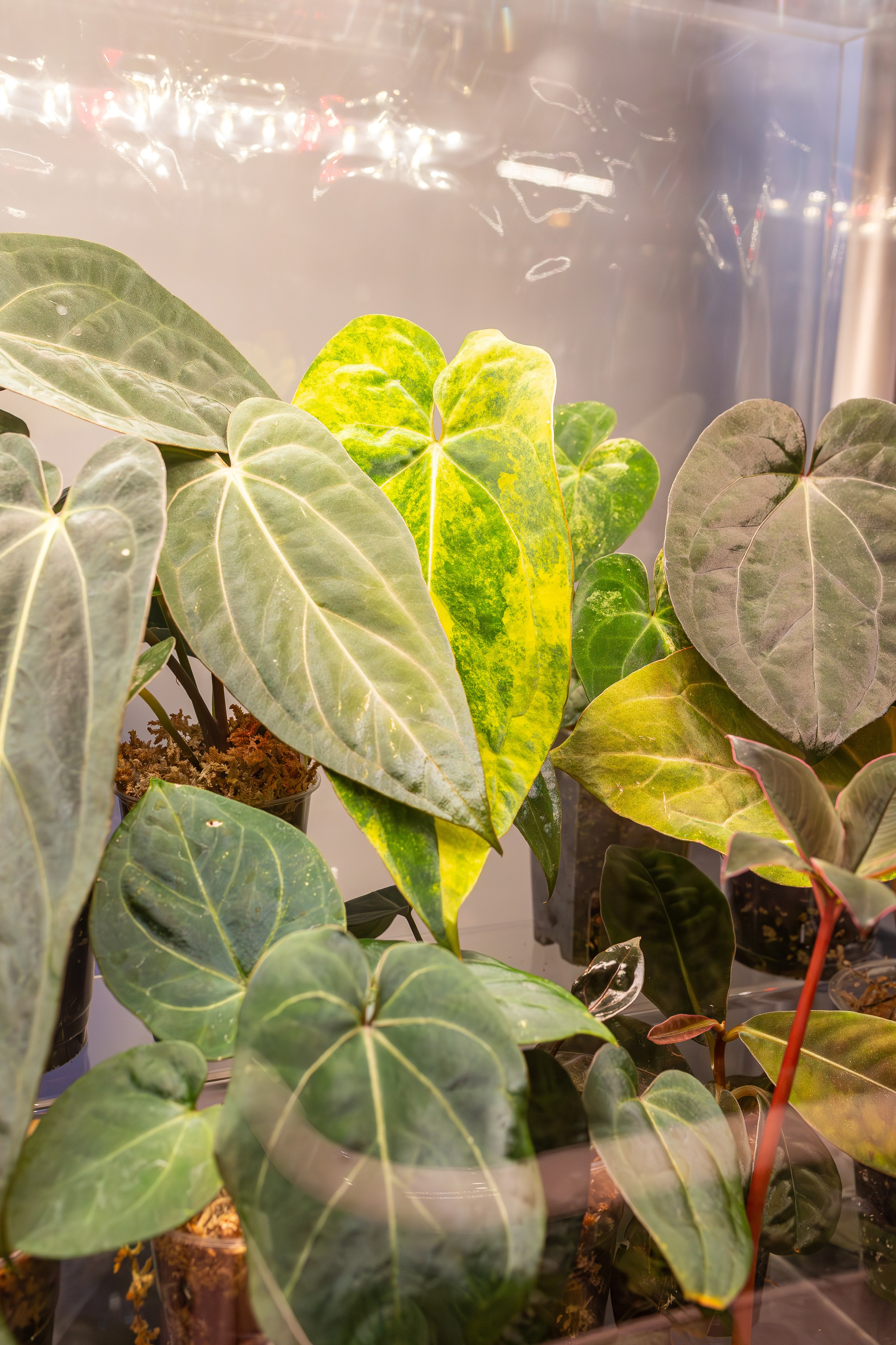 Монстериум апрель 2026. Александра Куликова фотограф, Москва