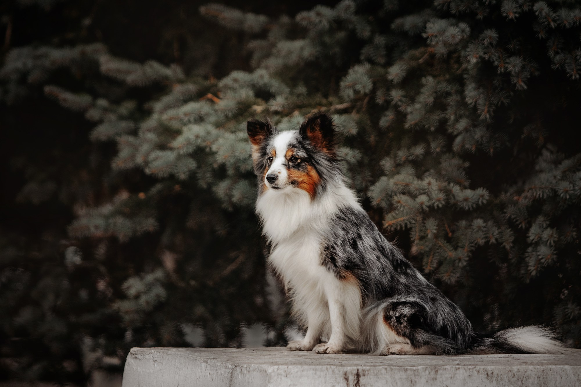 Марина и Кутька. Фотограф Наталья Потапова