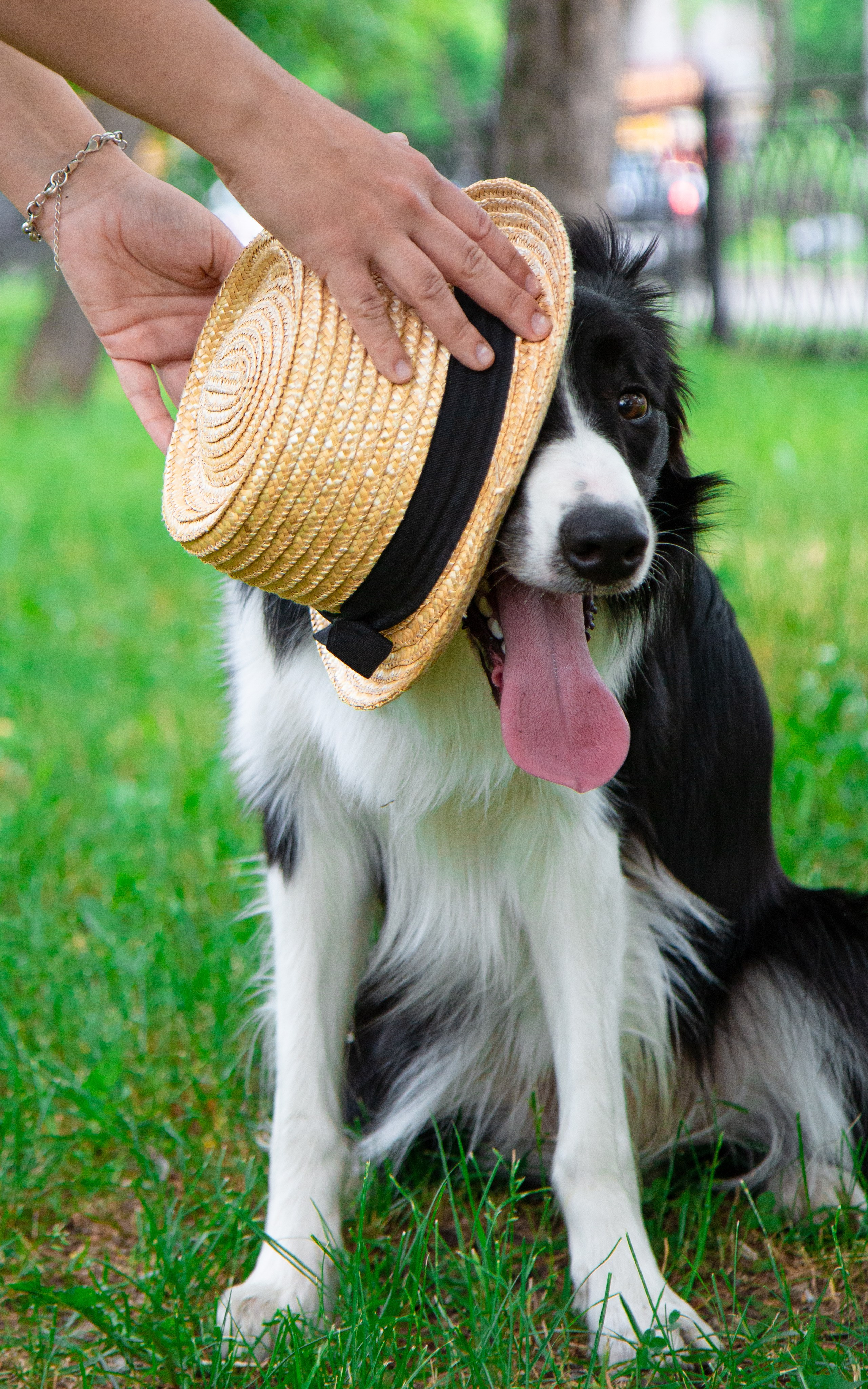 Фотосъёмка животных. Предметный и репортажный фотограф Алексей Кротов
