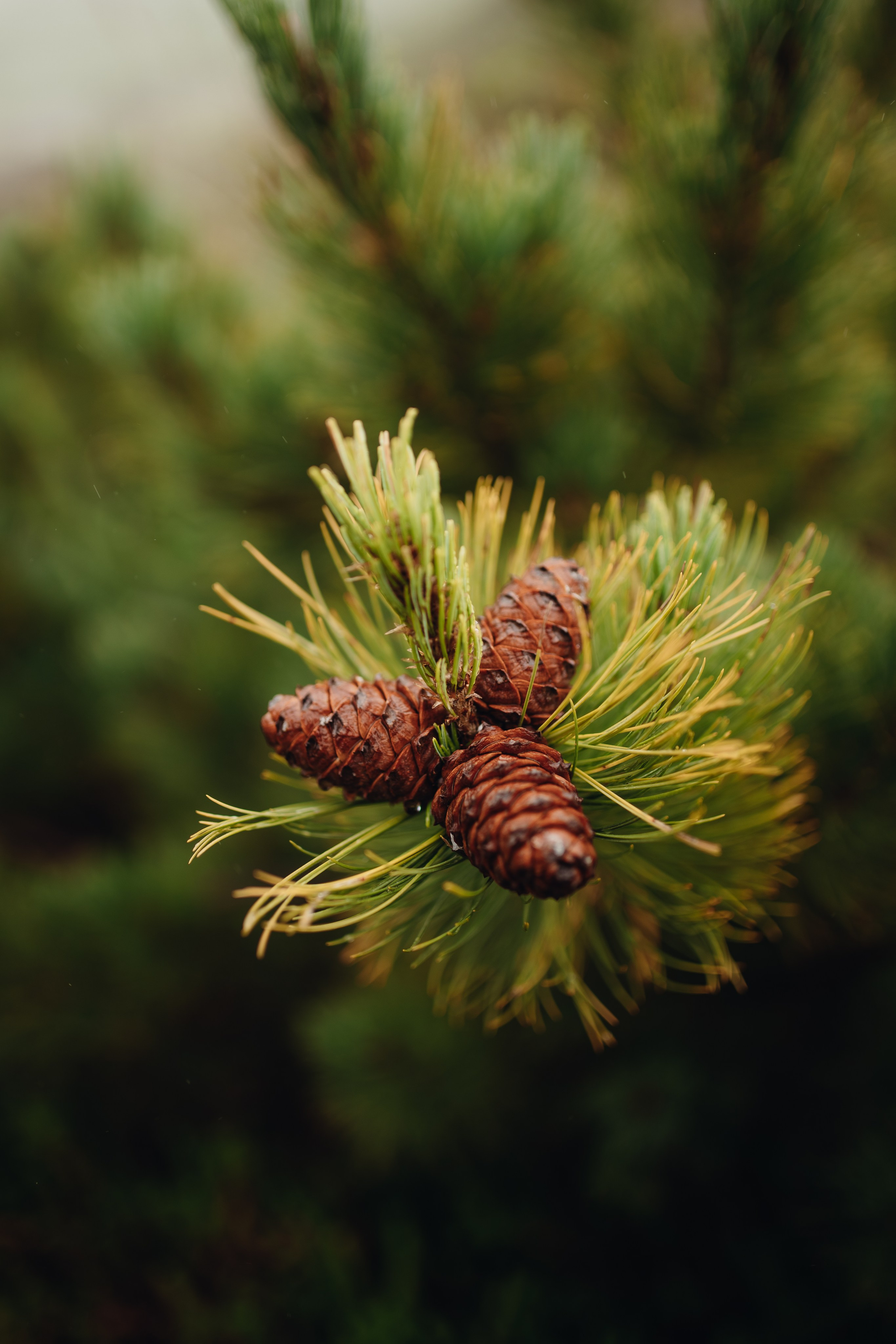 Авторский тур «Оля, куда завтра?!» 2024. Фотограф Итуруп | Курильские острова