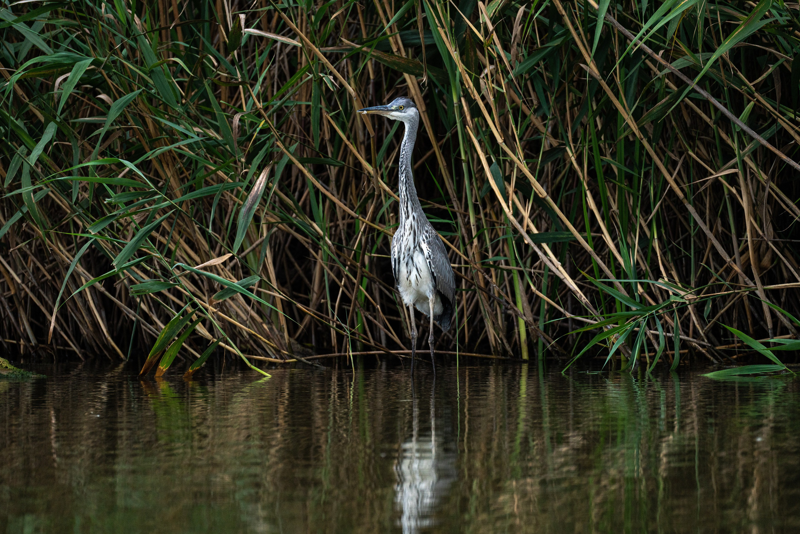 Золотые лотосы. Июль