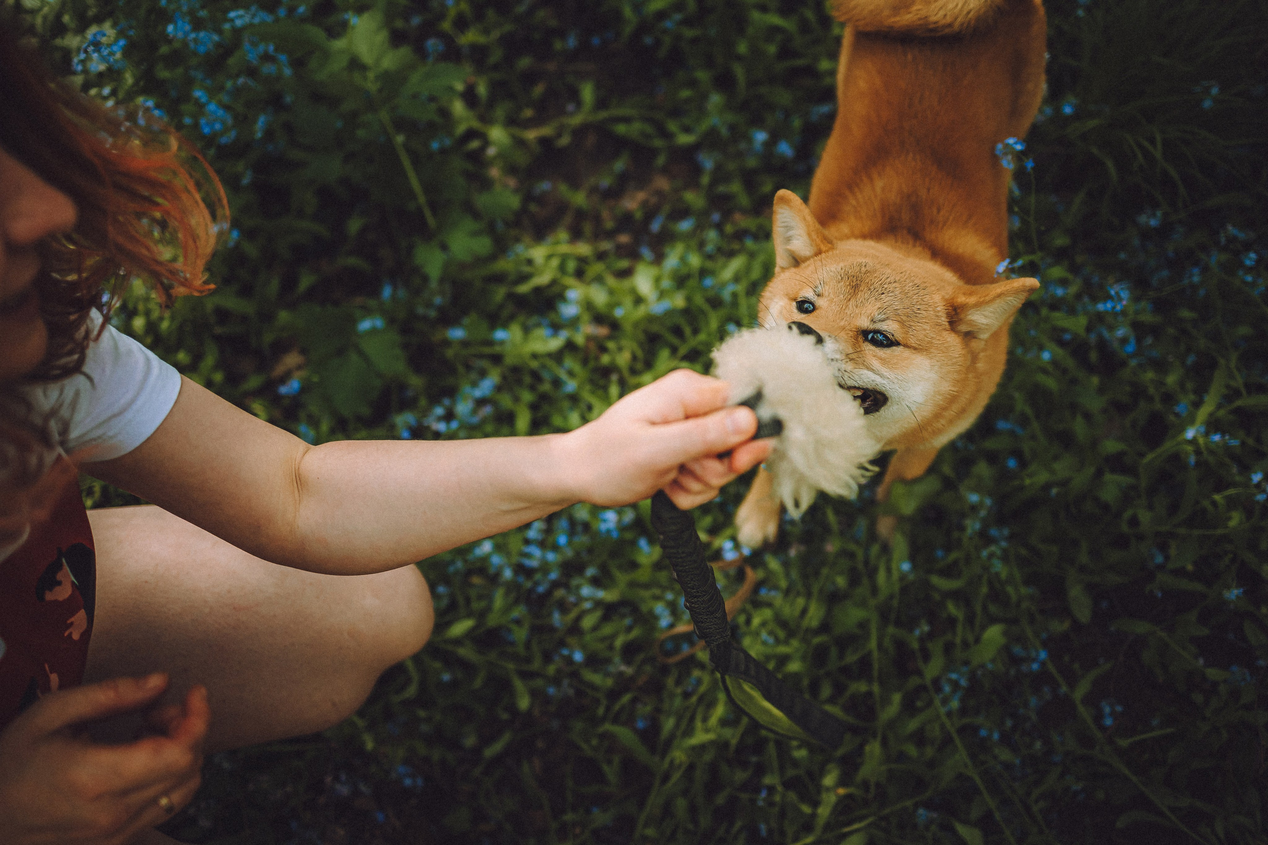 Шед, Цири, Чиби, Цера и их семья