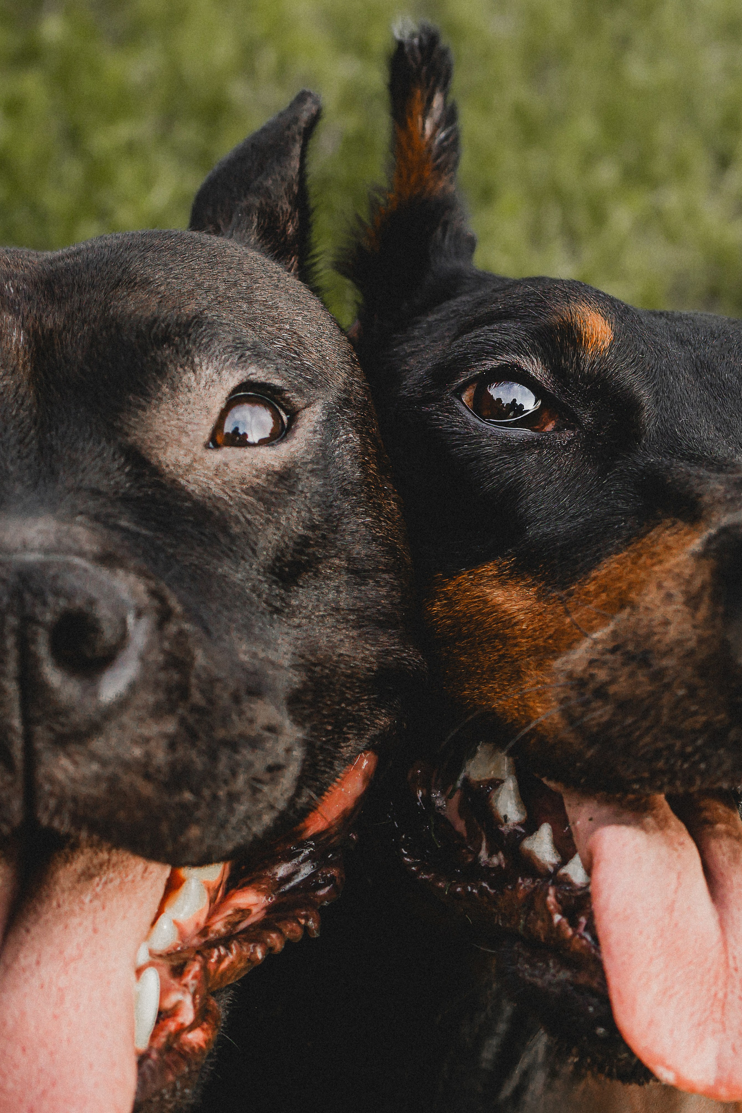 Паша, Хайди и Тея