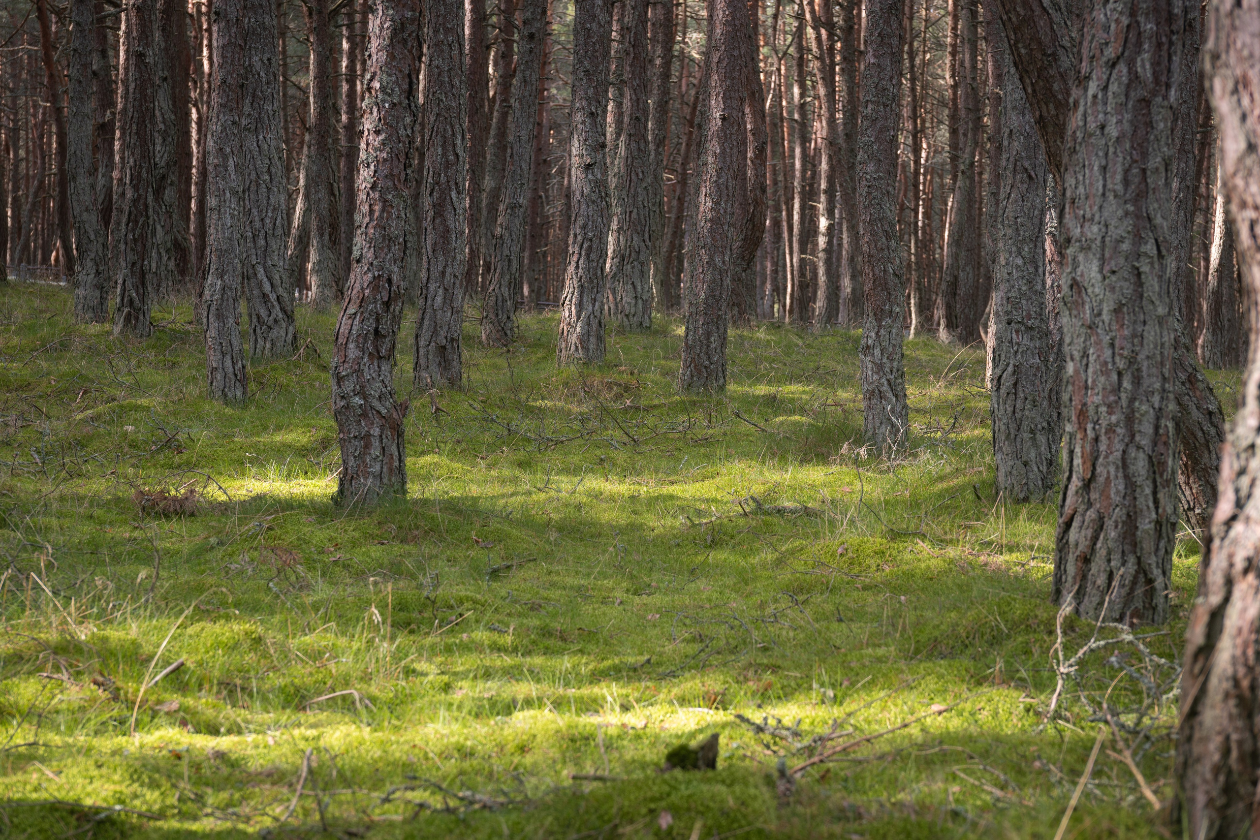 Калининградская область. Gusarov Travel Photography