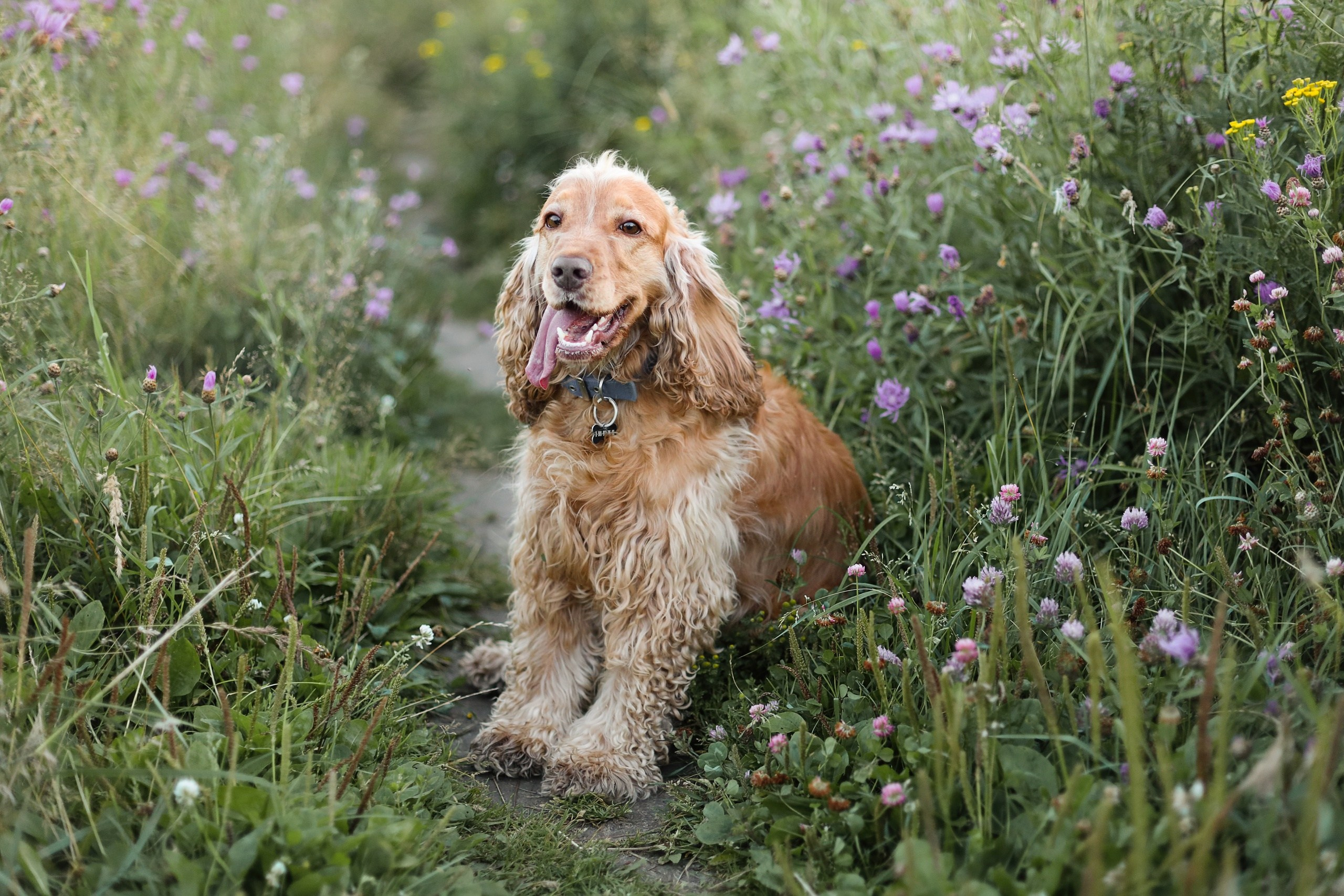 Четвероногие друзья. Репортажный, семейный, школьный фотограф в Иванове Инна Крылова