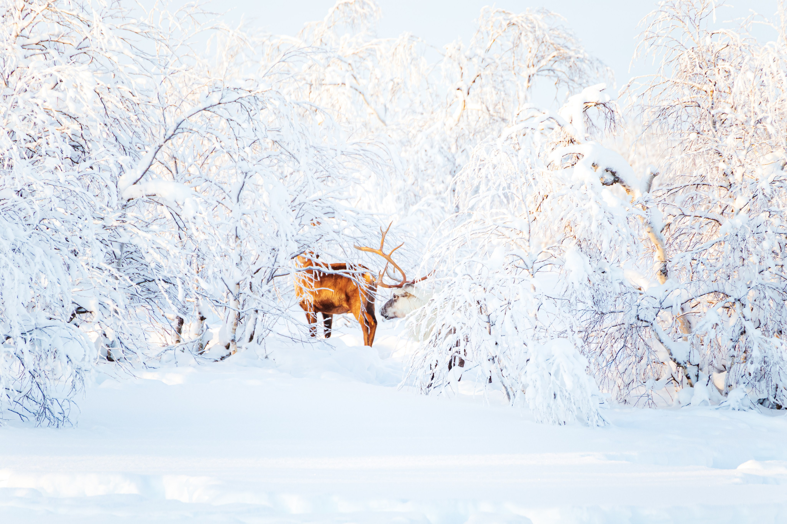 Ненецкий автономный округ. Тревел-фотограф Елизавета Ларионова