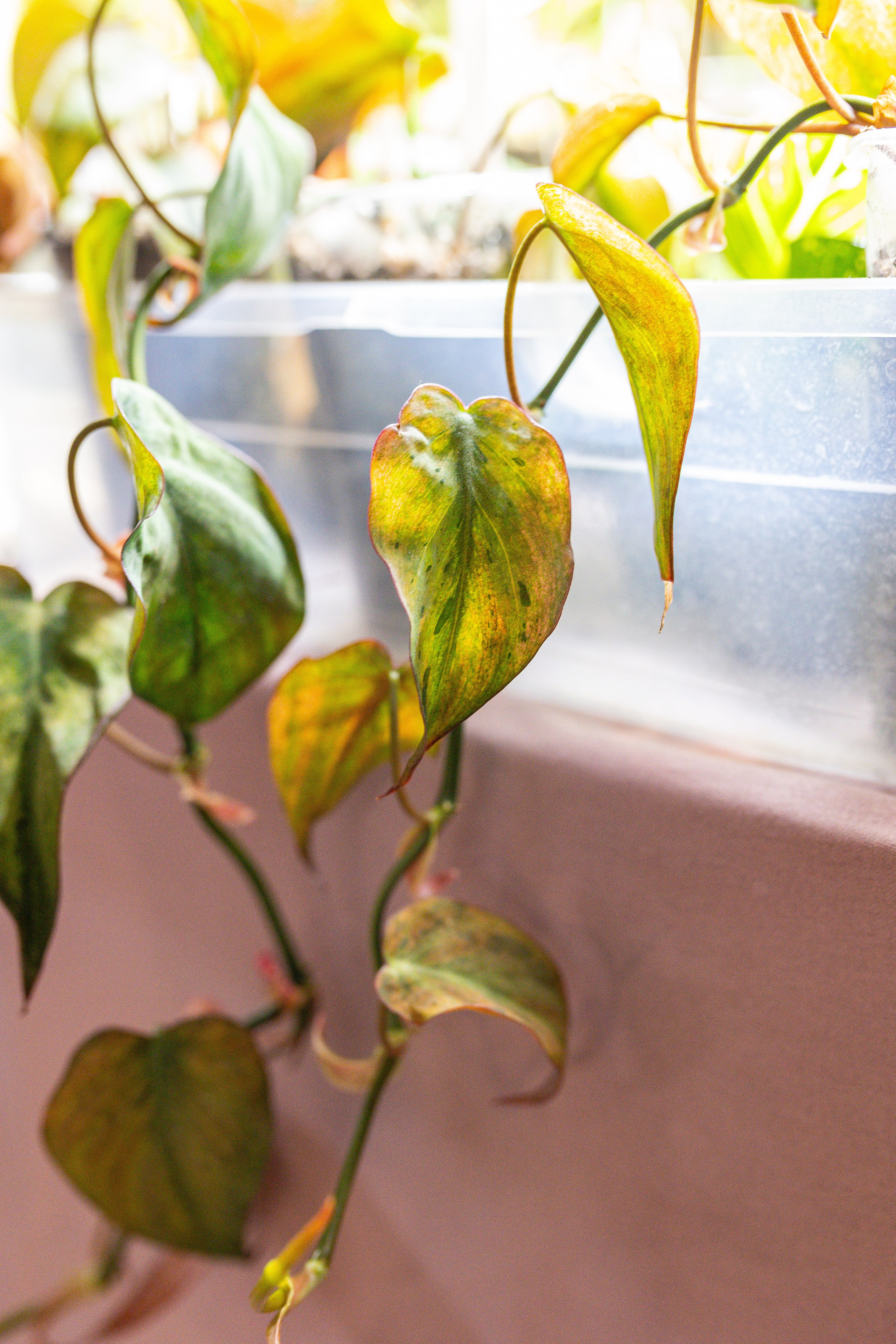 Growbox 5лет. Александра Куликова фотограф, Москва