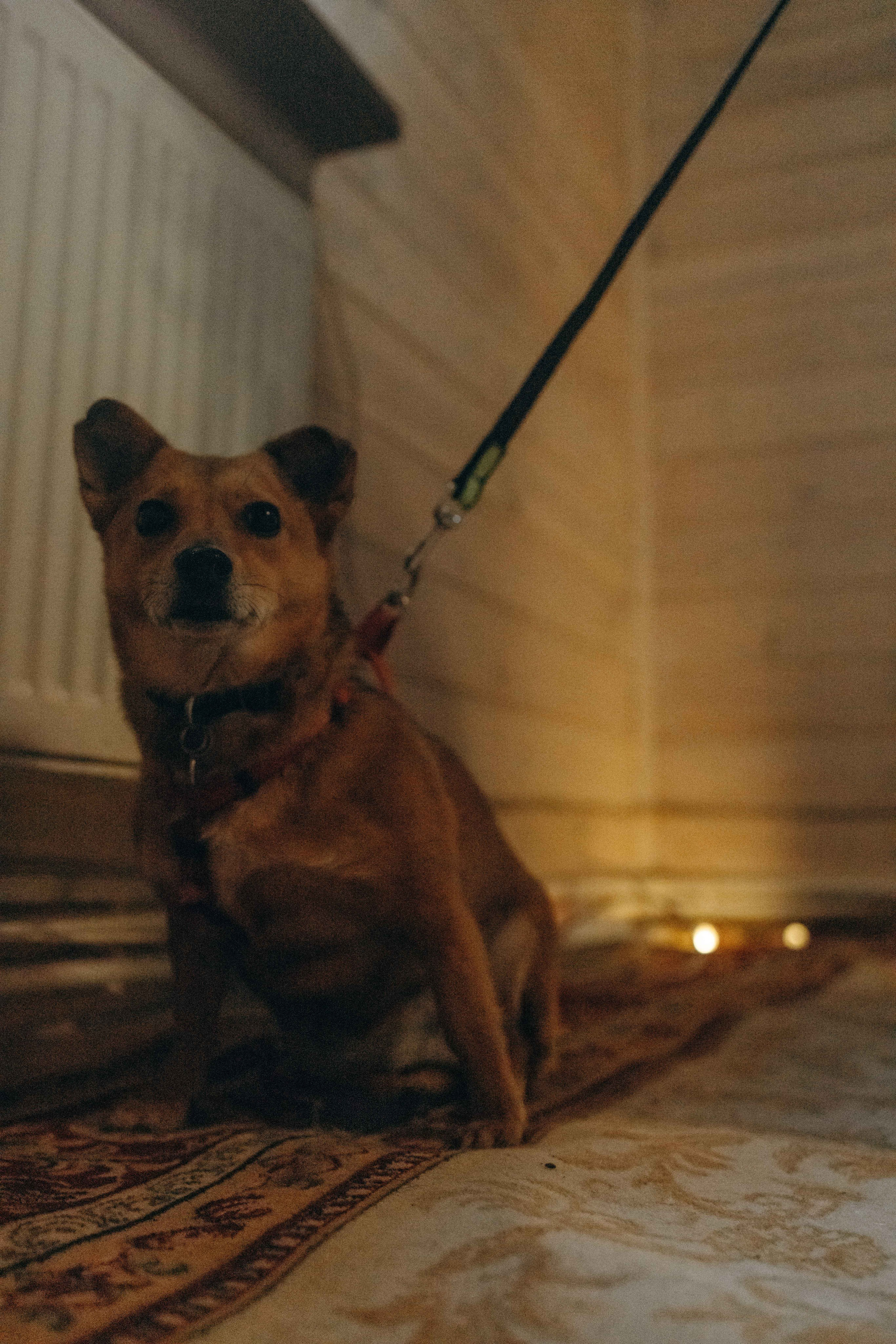 Передержка. Фотограф-анималист в Москве Лера Черноног